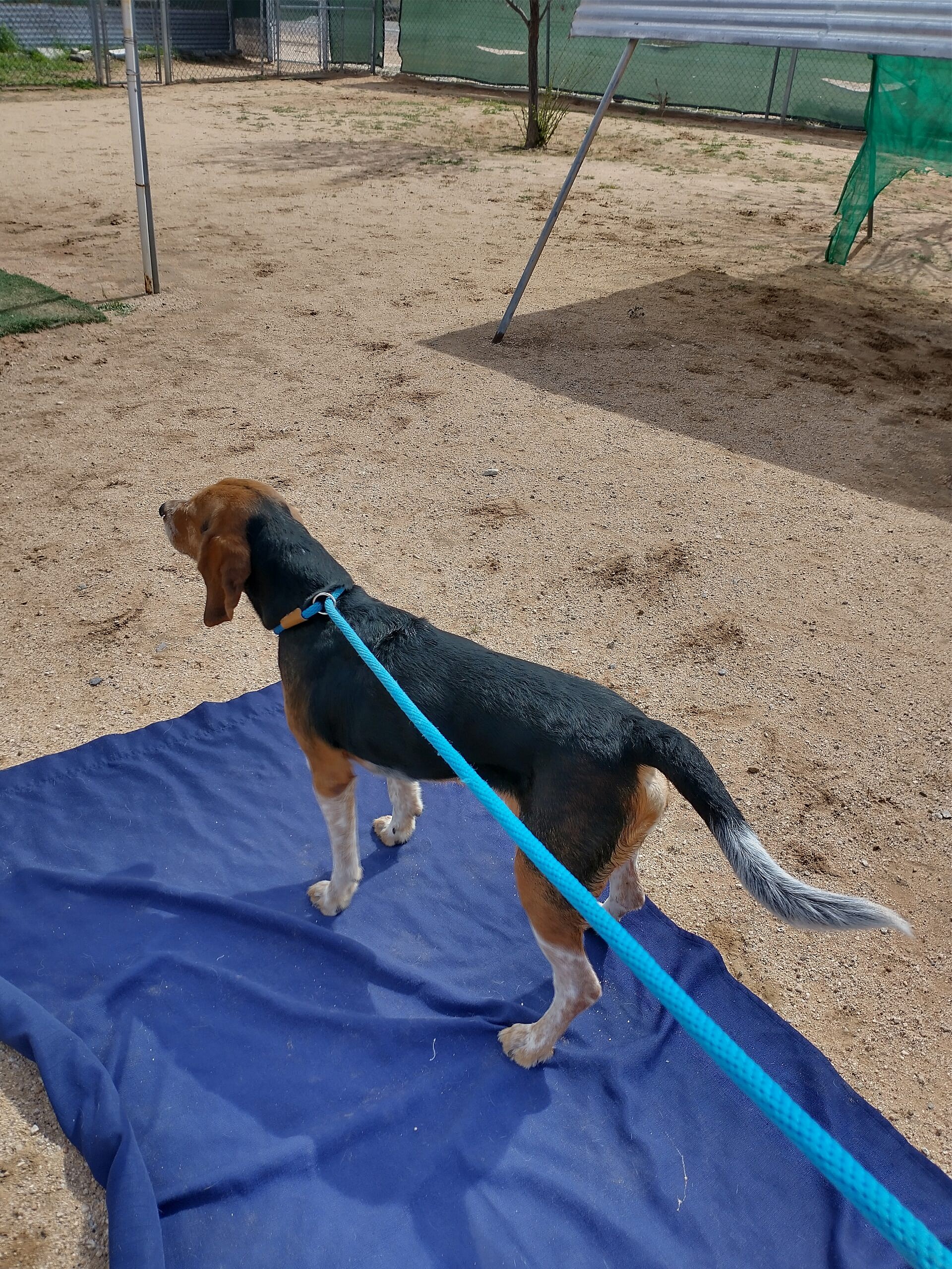 Charlie up for Adoption