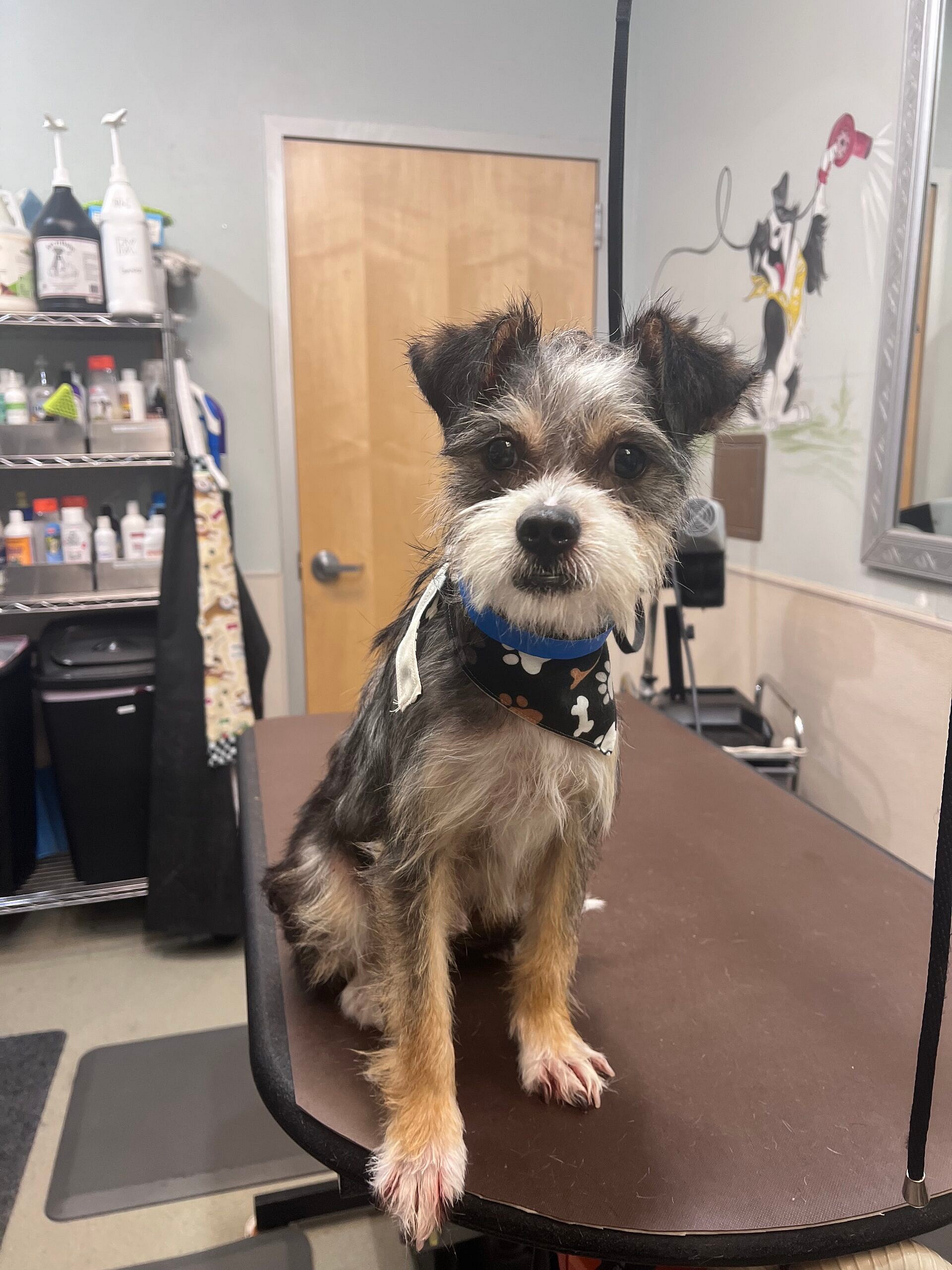 Ringo up for Adoption