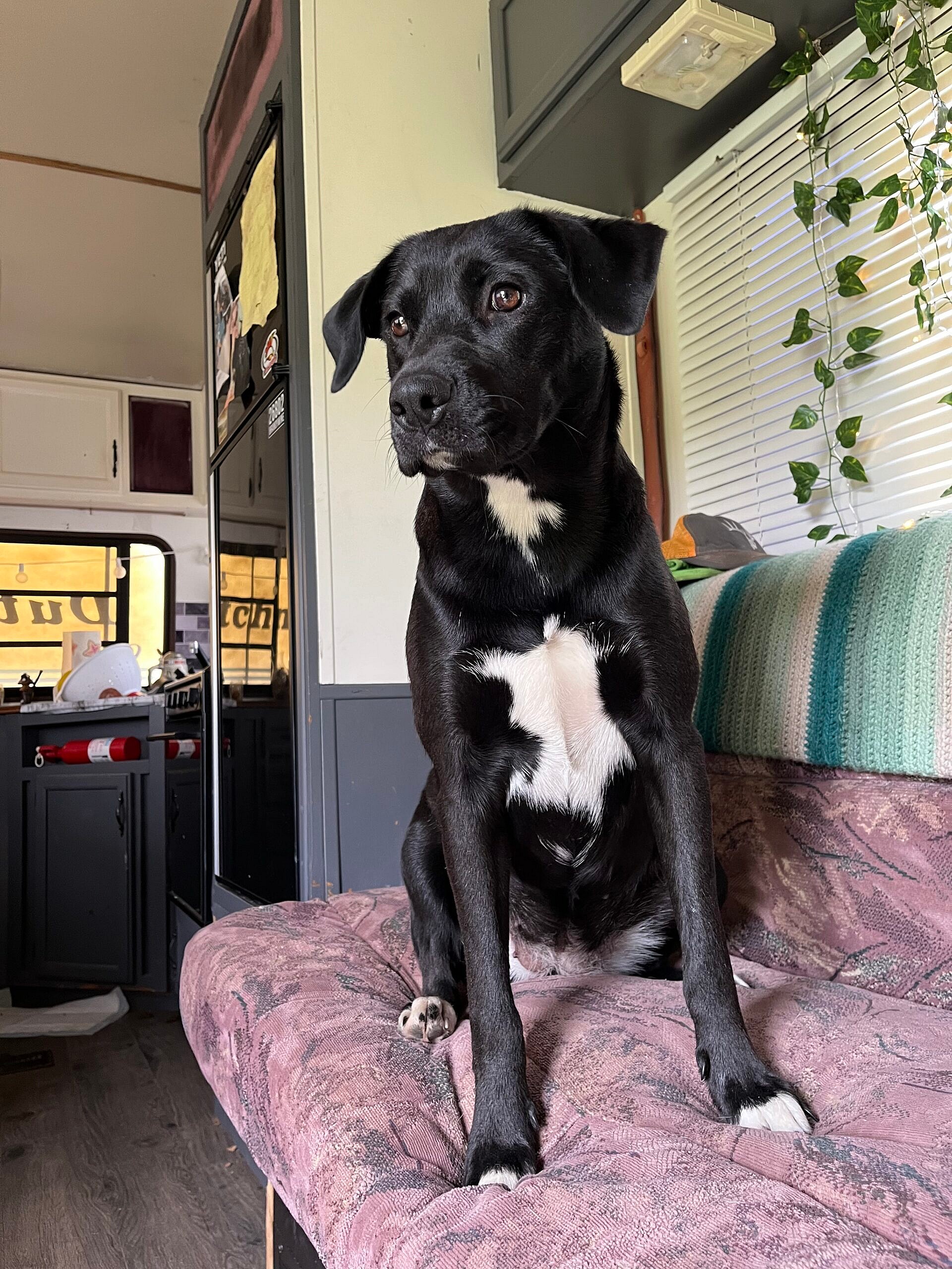 Lacy up for Adoption