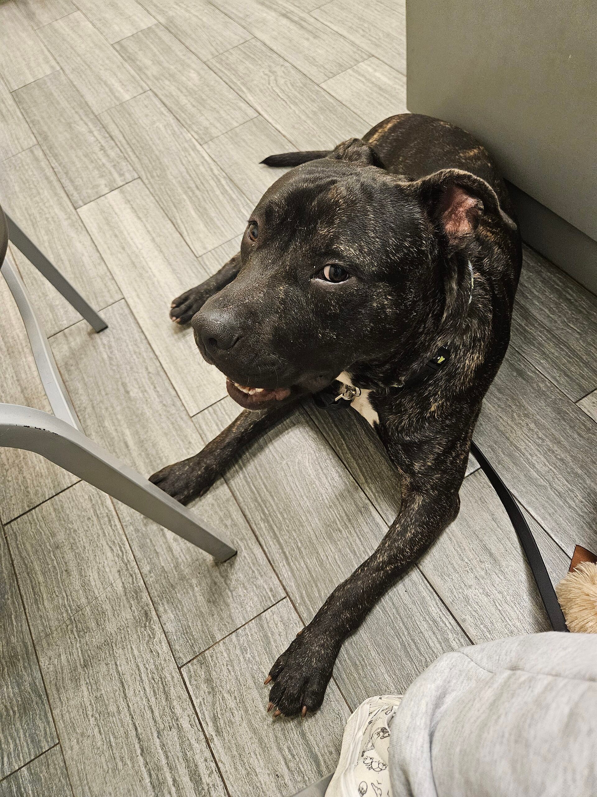 Cerby up for Adoption