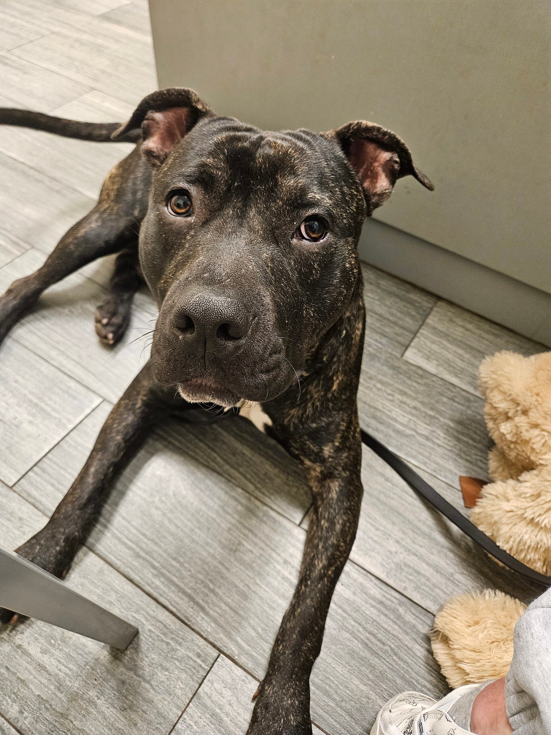 Cerby up for Adoption