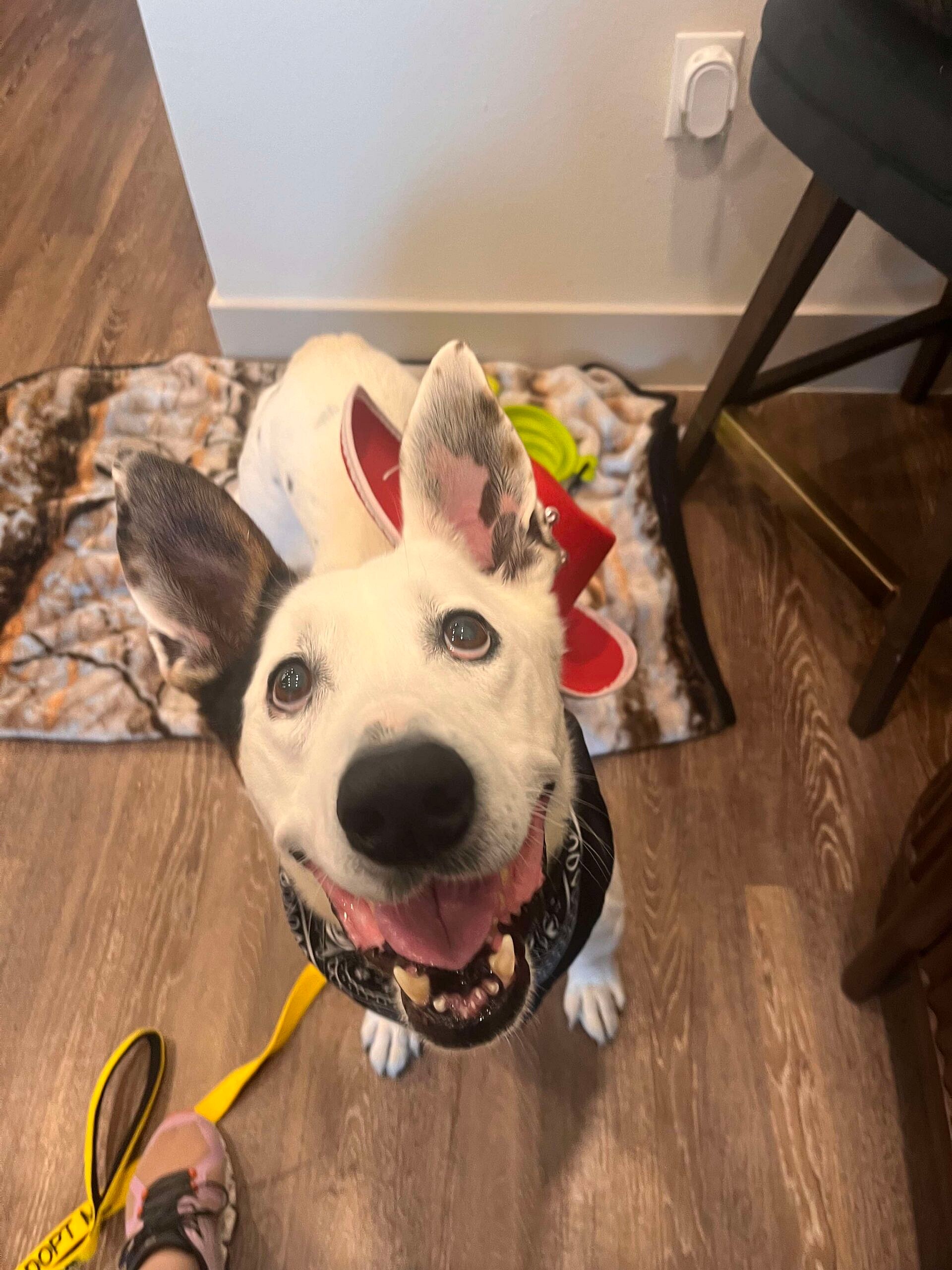 Maverick up for Adoption