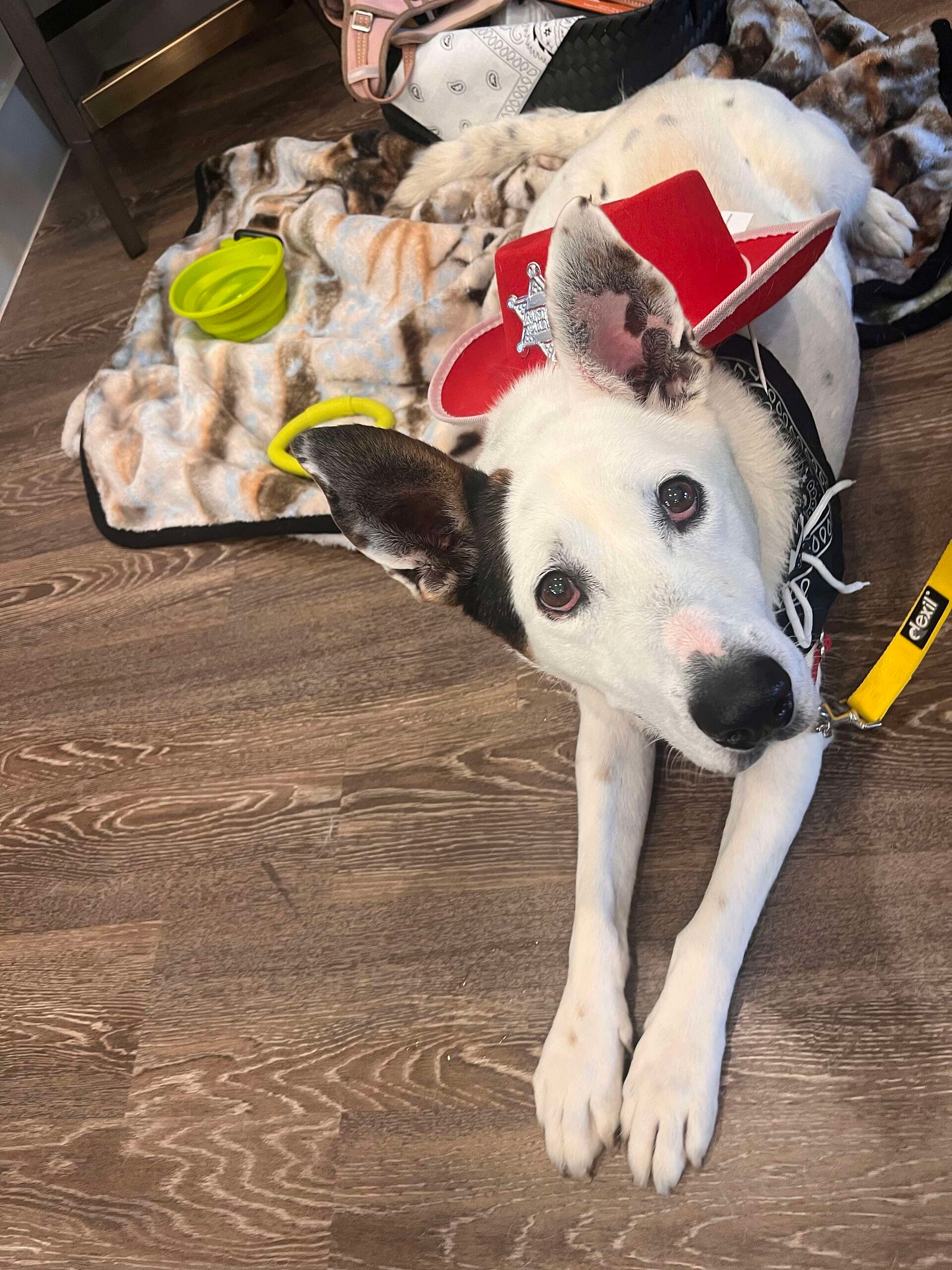 Maverick up for Adoption