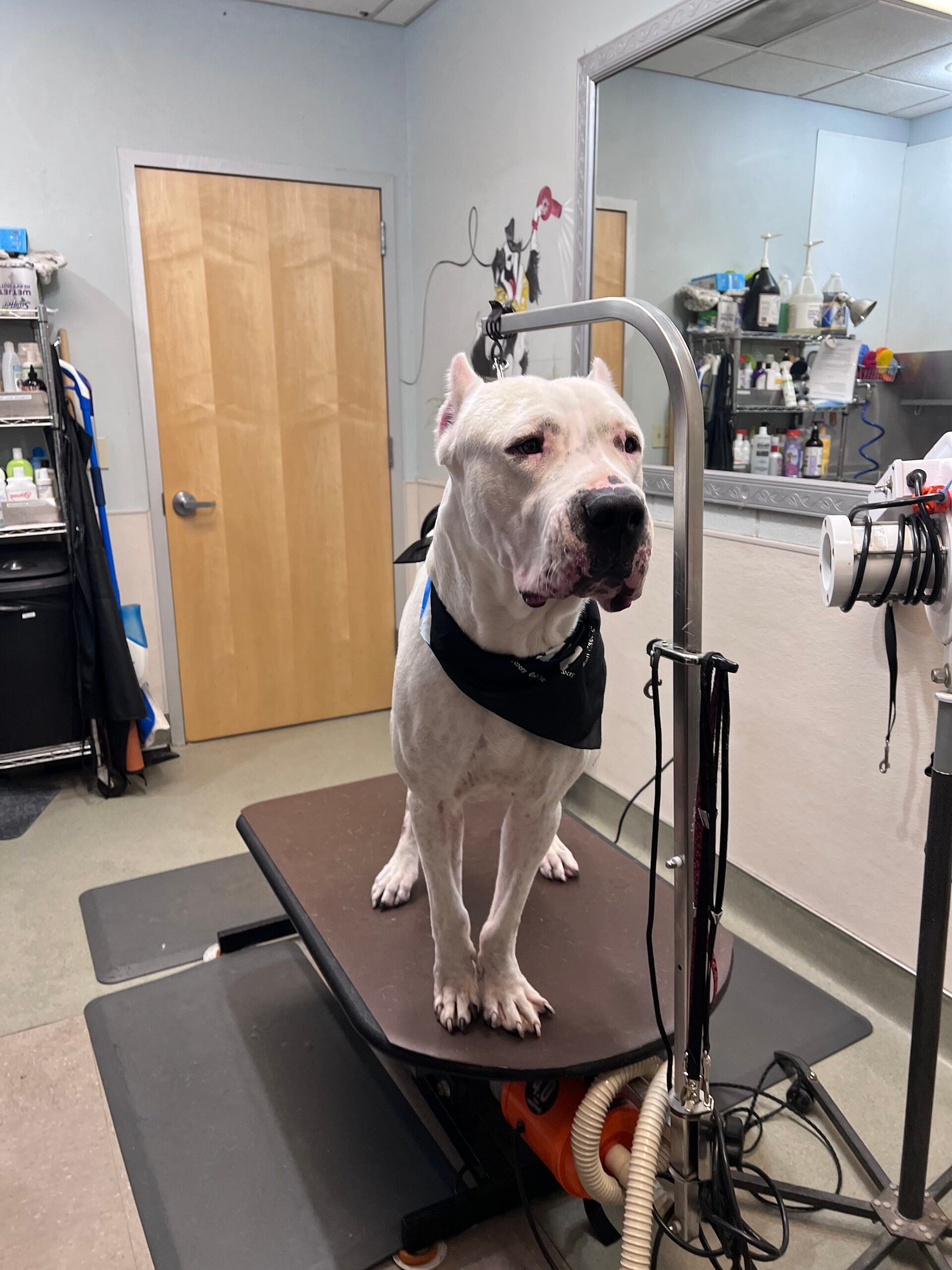 Casper up for Adoption