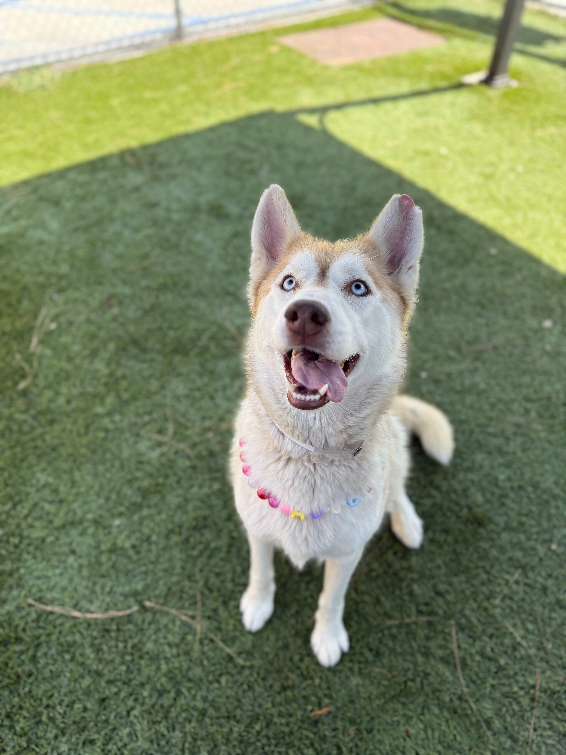 Lyra is searching for her forever family!