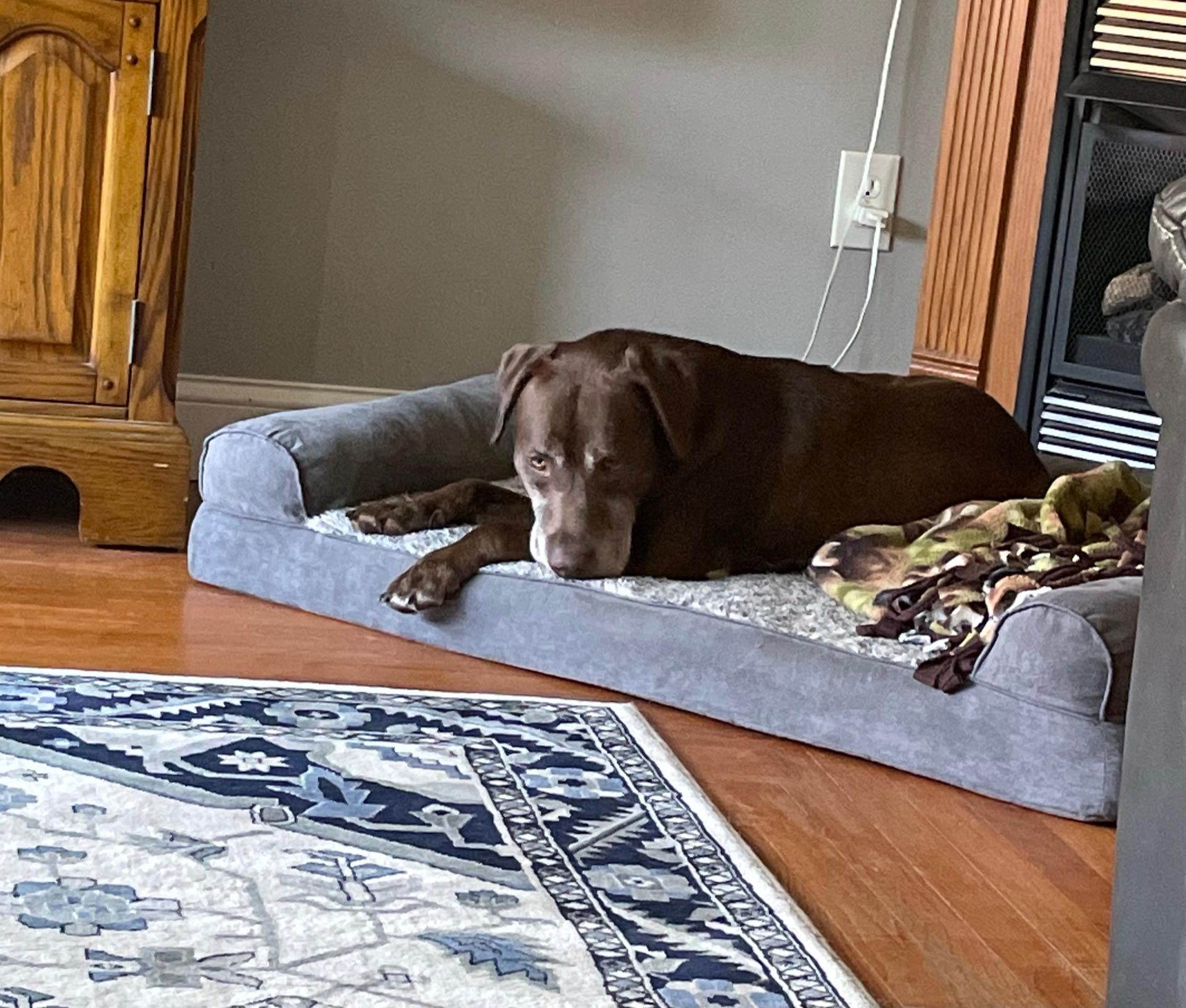 Auggie