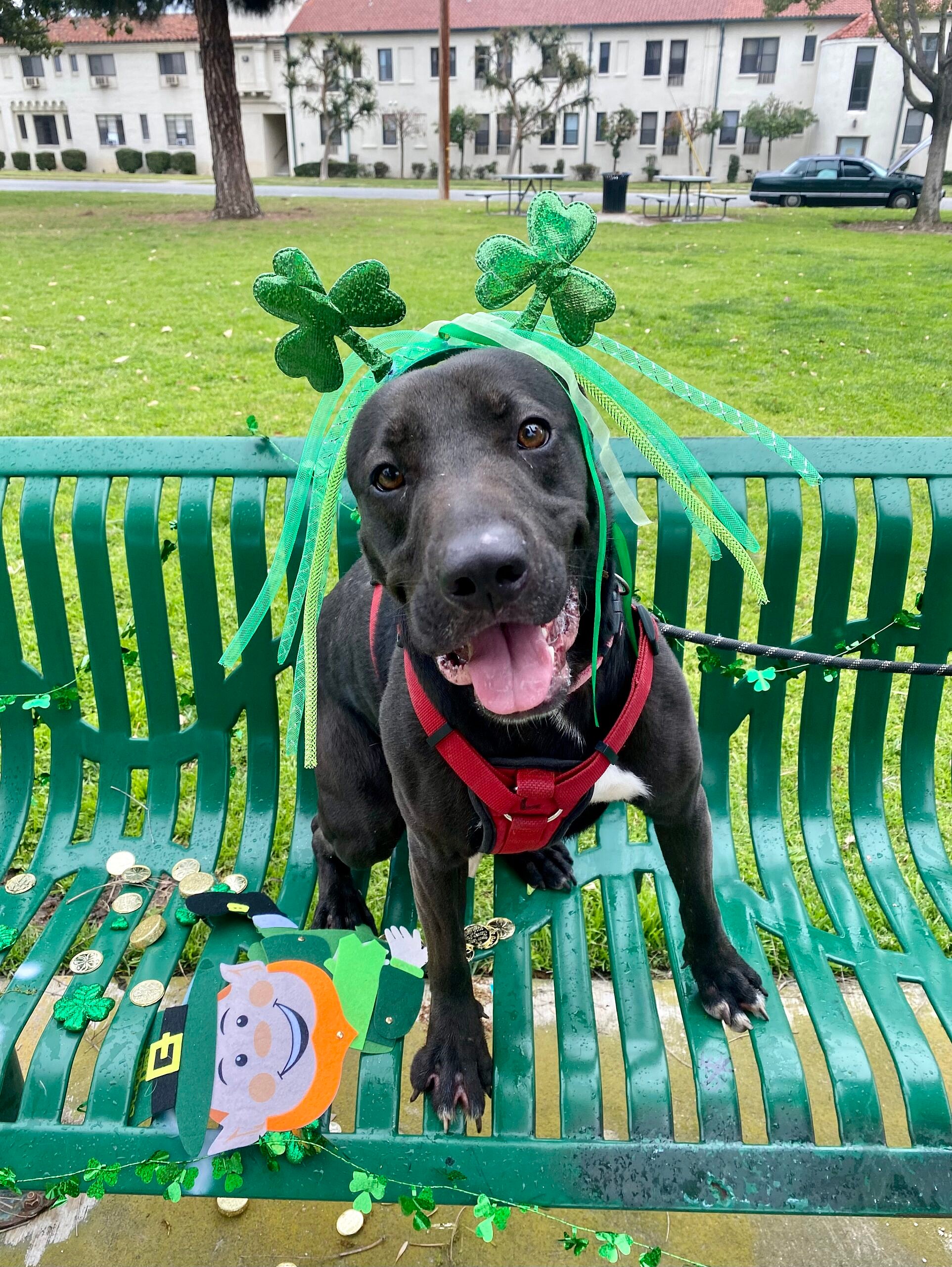 Bailey up for Adoption