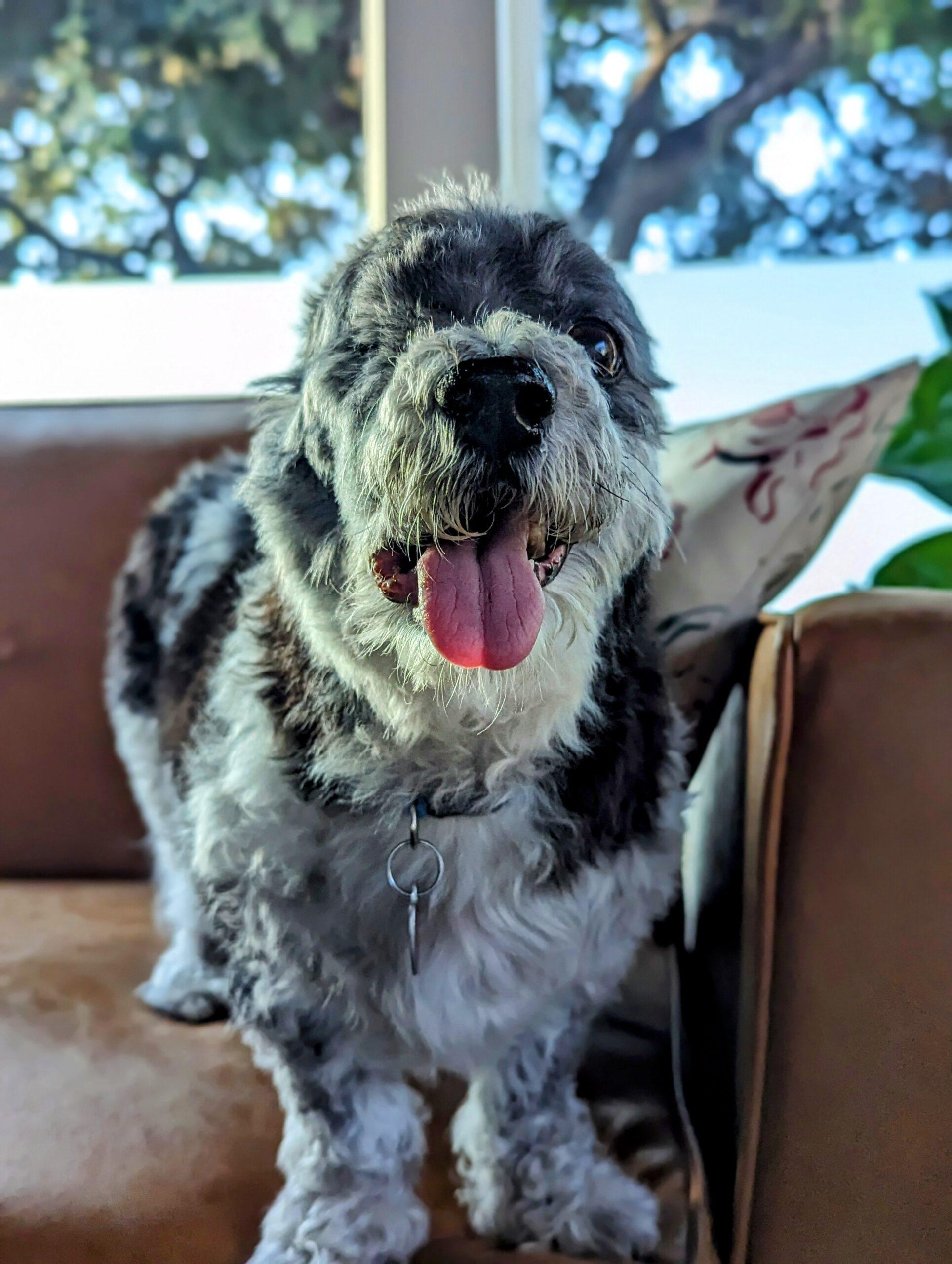 Mckenzie up for Adoption