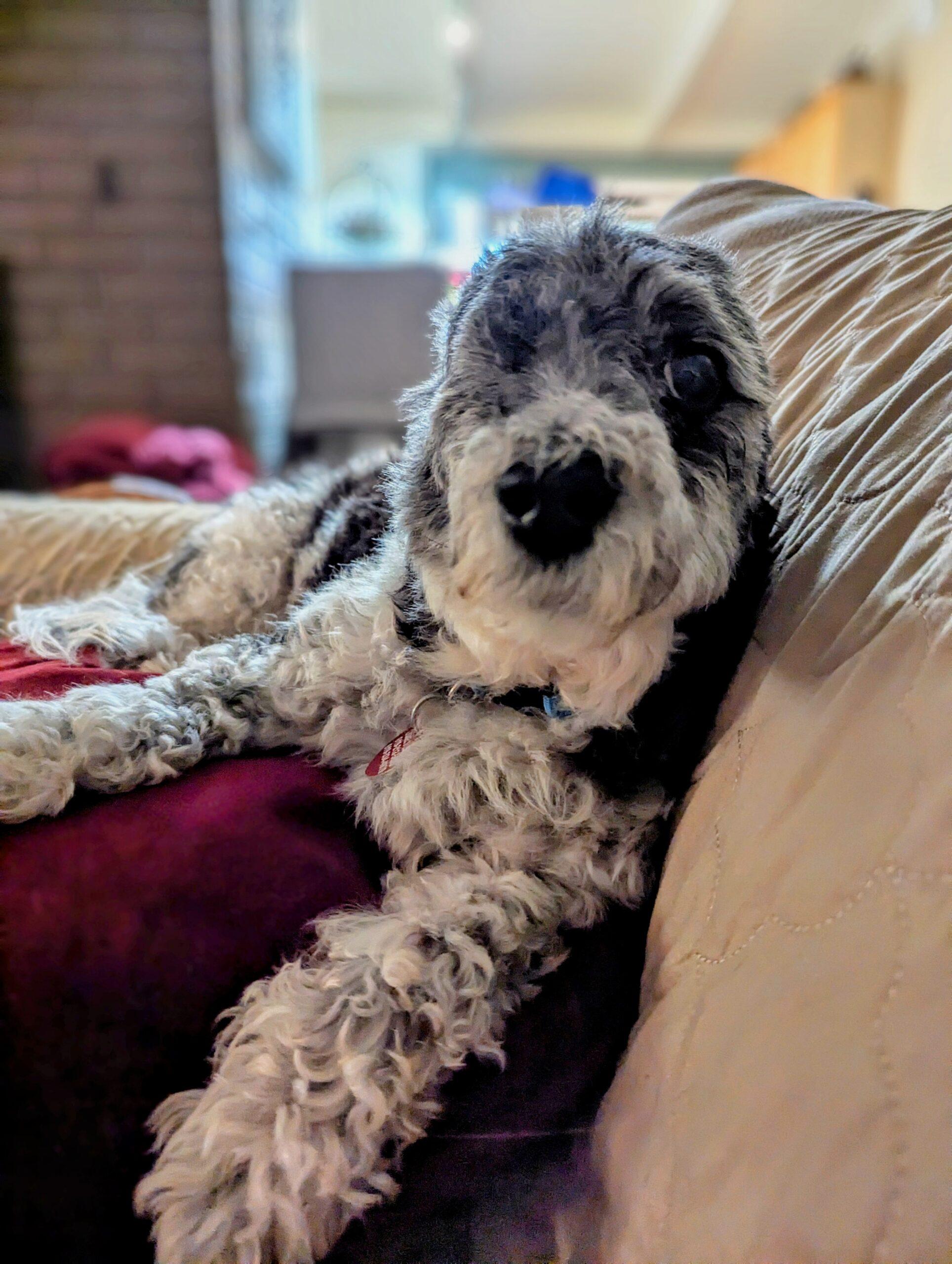 Mckenzie up for Adoption