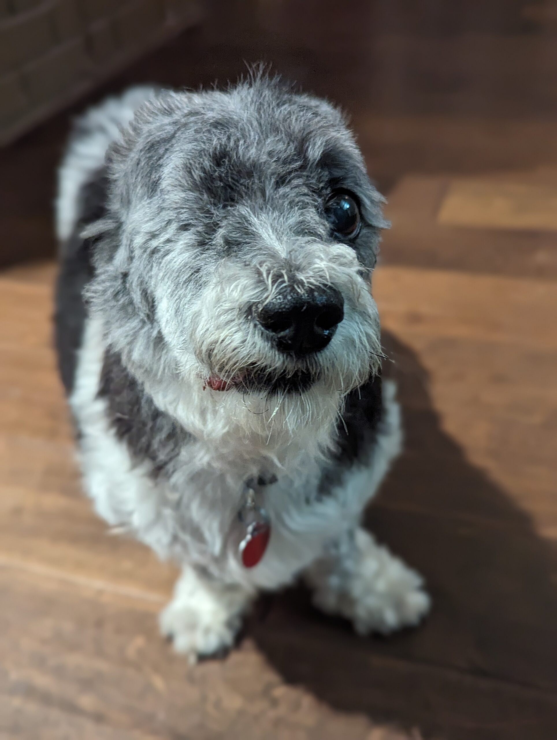 Mckenzie up for Adoption