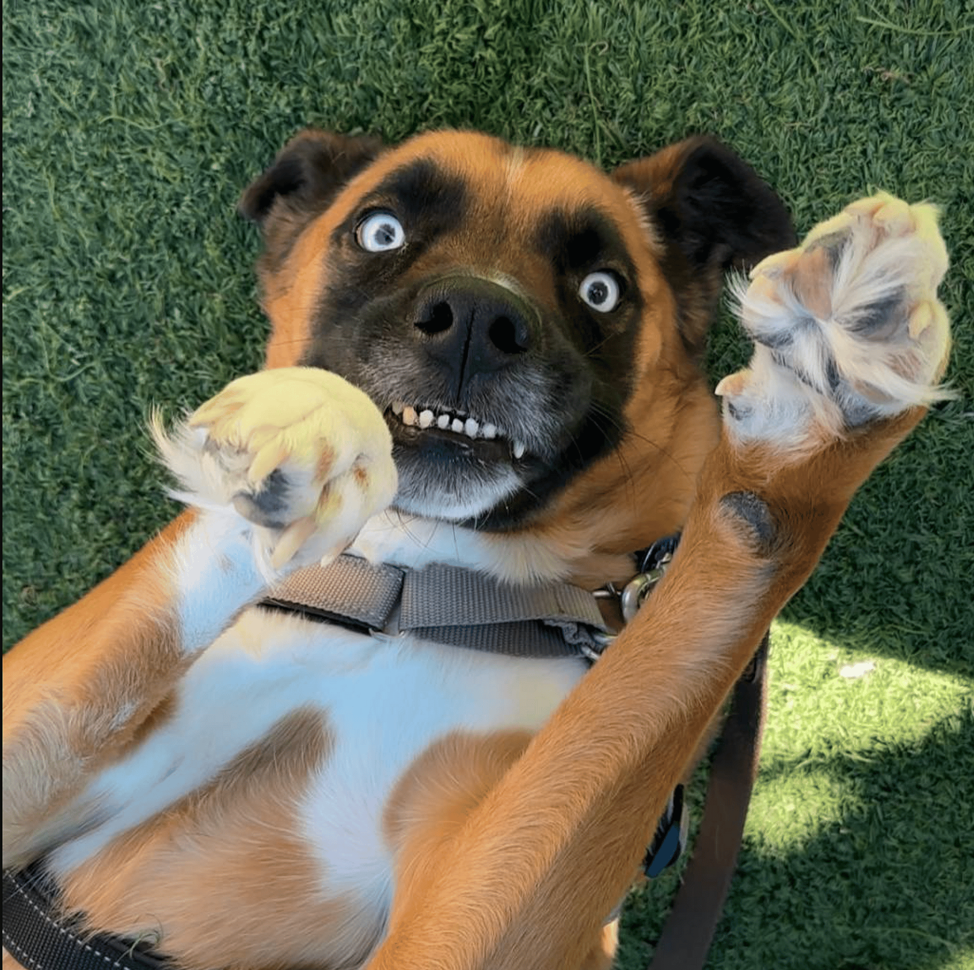 Greyson up for Adoption