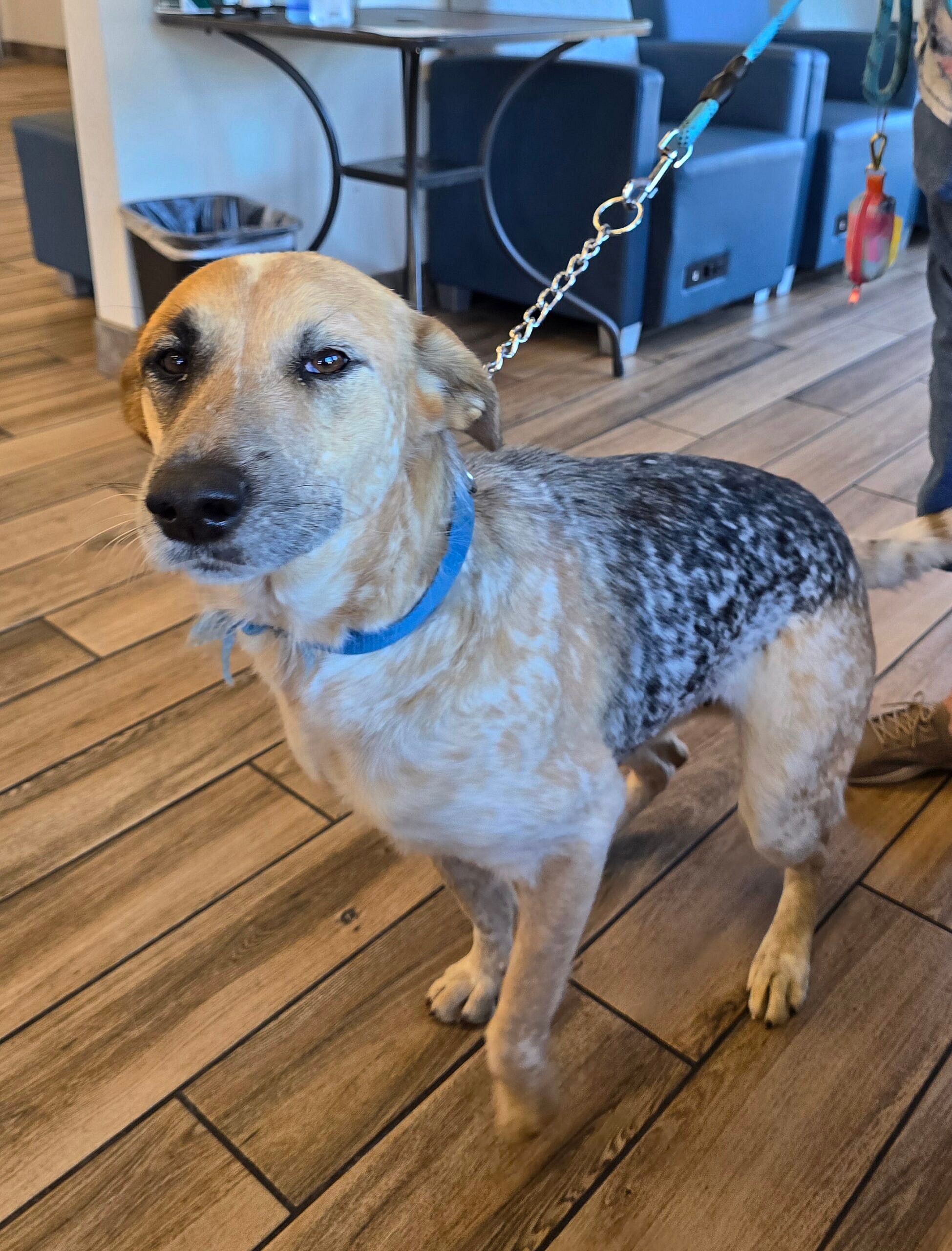 Alara up for Adoption