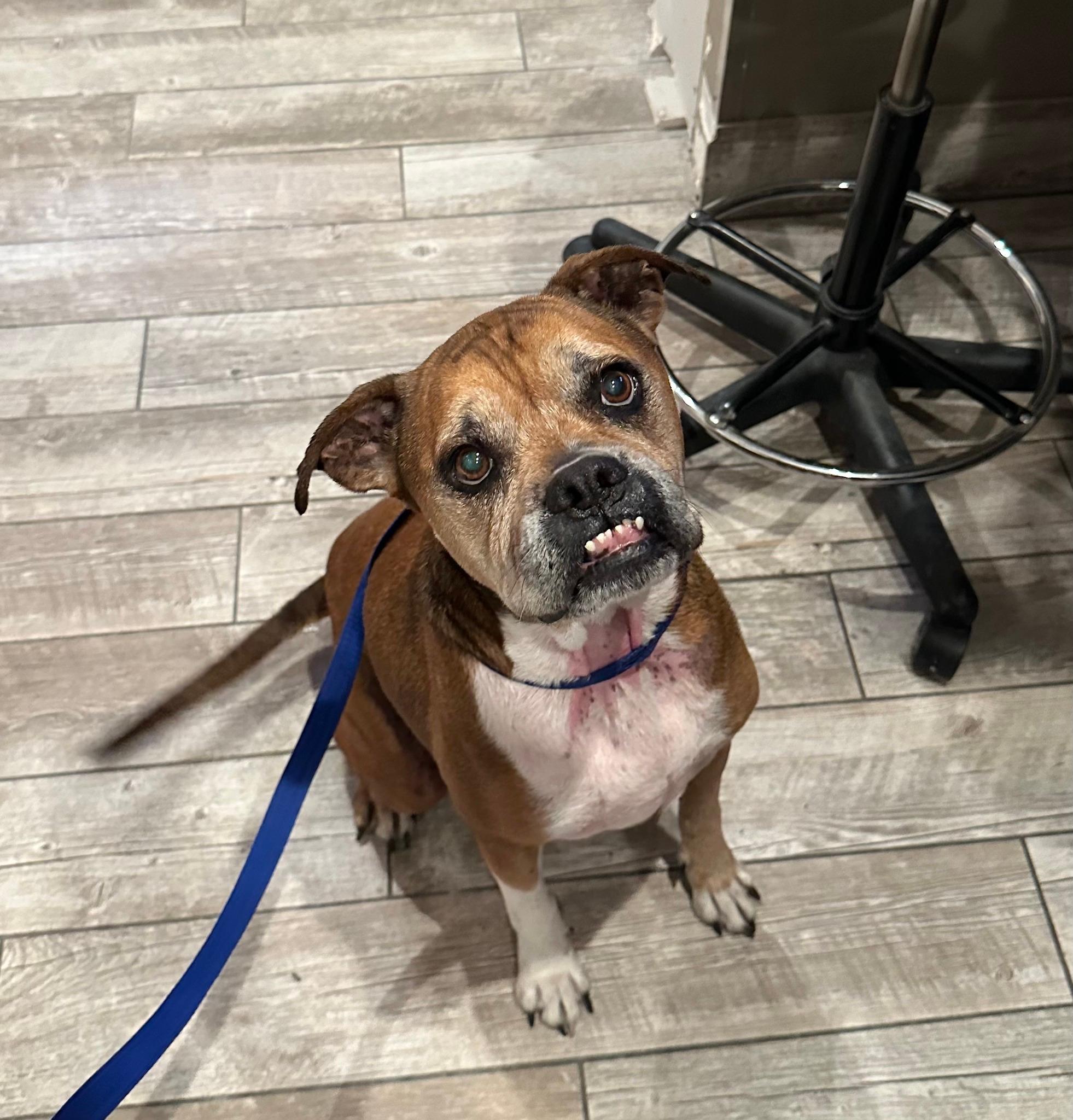 Daisy up for Adoption