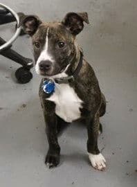 Beta - American Staffordshire Terrier