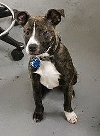 Beta - American Staffordshire Terrier