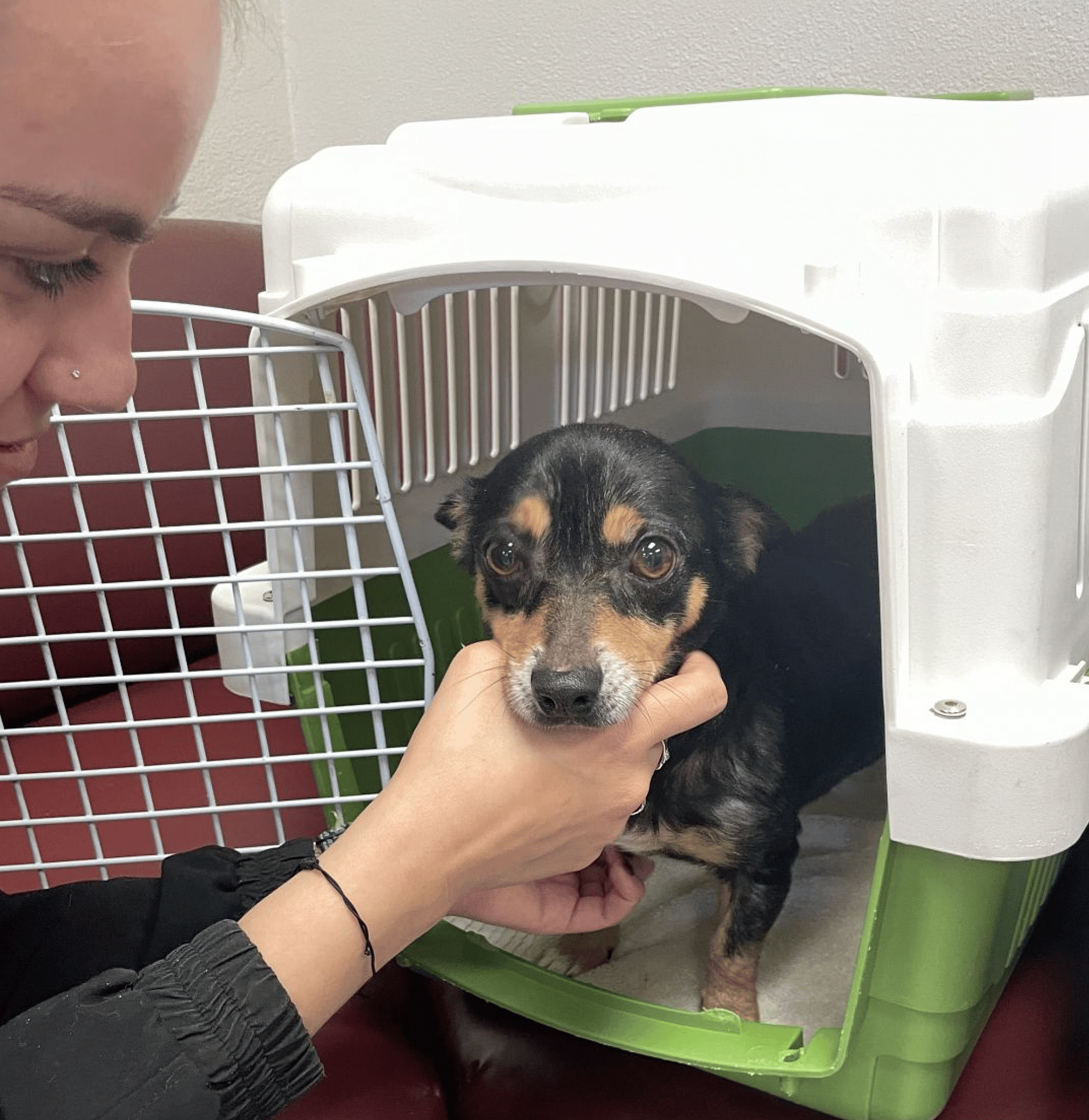 Glimmer up for Adoption