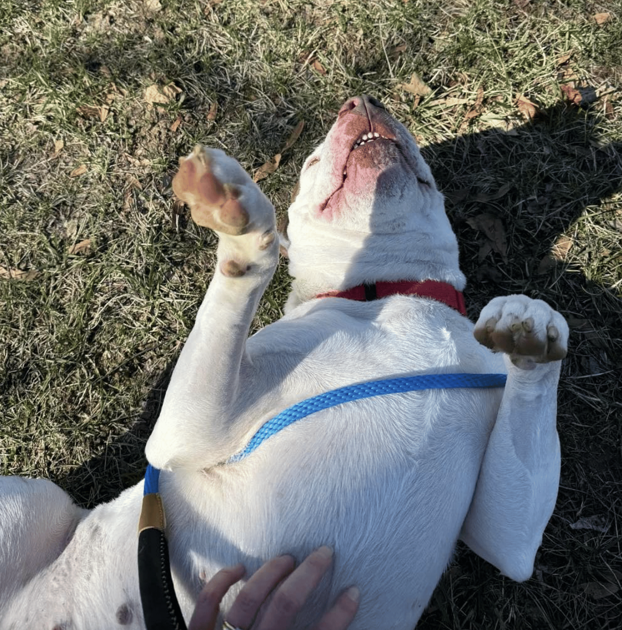 Roscoe Rocket up for Adoption