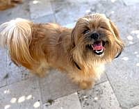 Koda up for Adoption