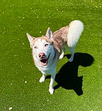 Koa - Siberian Husky