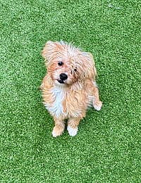 Milo - Yorkshire Terrier Yorkie