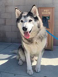 Elsa - Siberian Husky