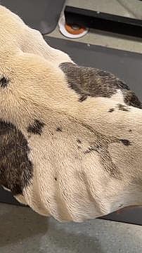 This dog is emaciated and was forced to breed