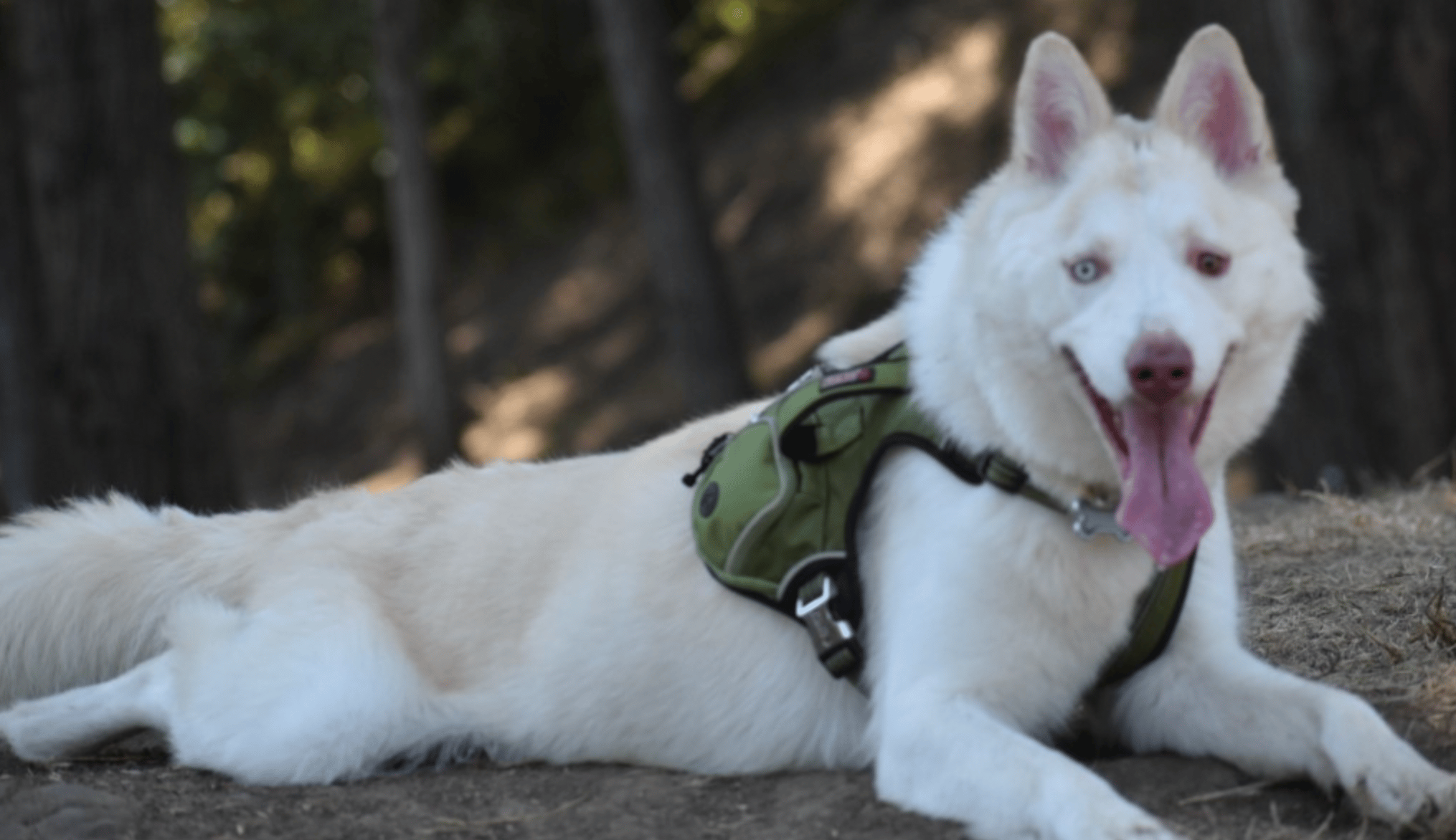 Damian up for Adoption