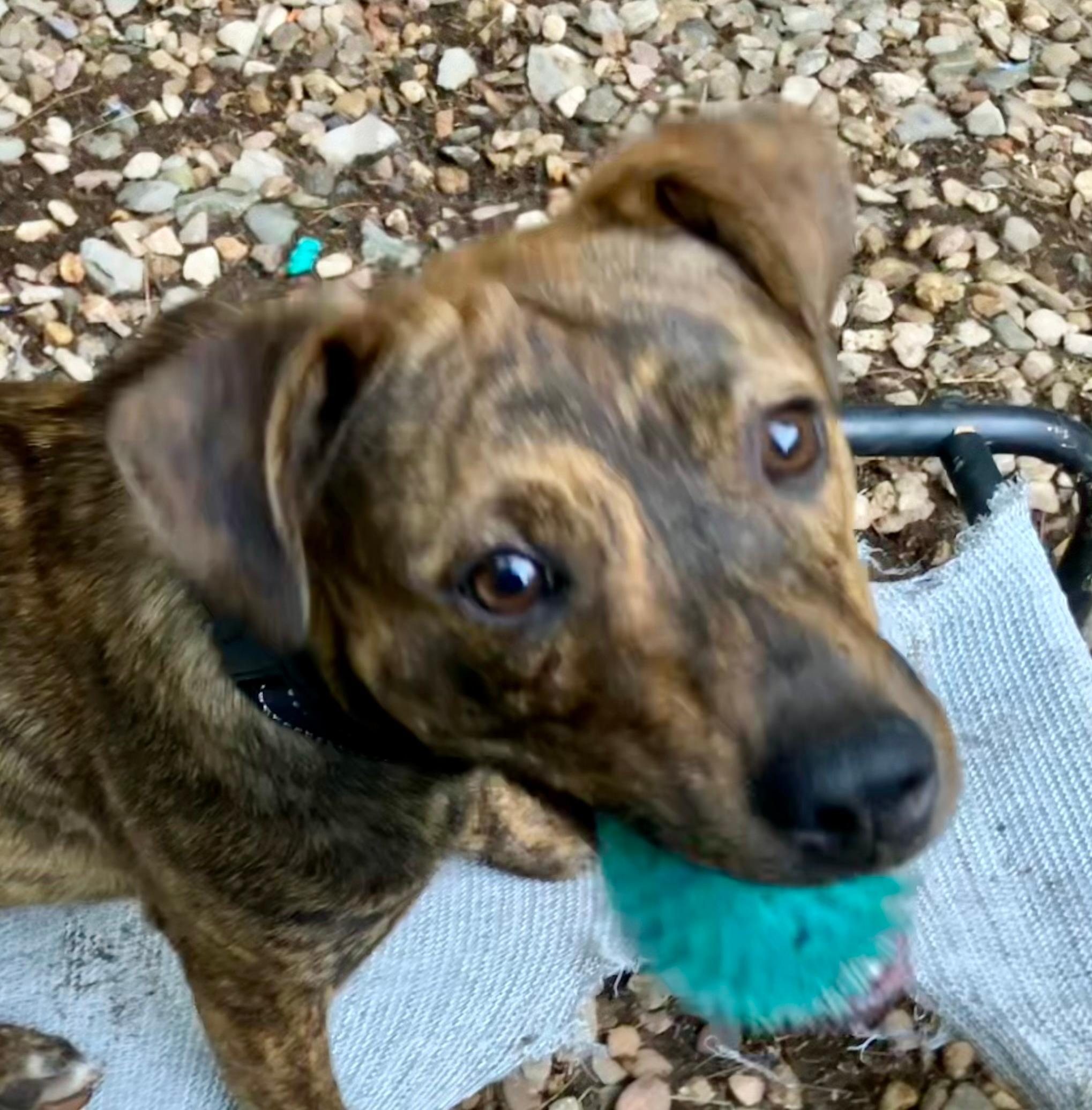 Caramel up for Adoption