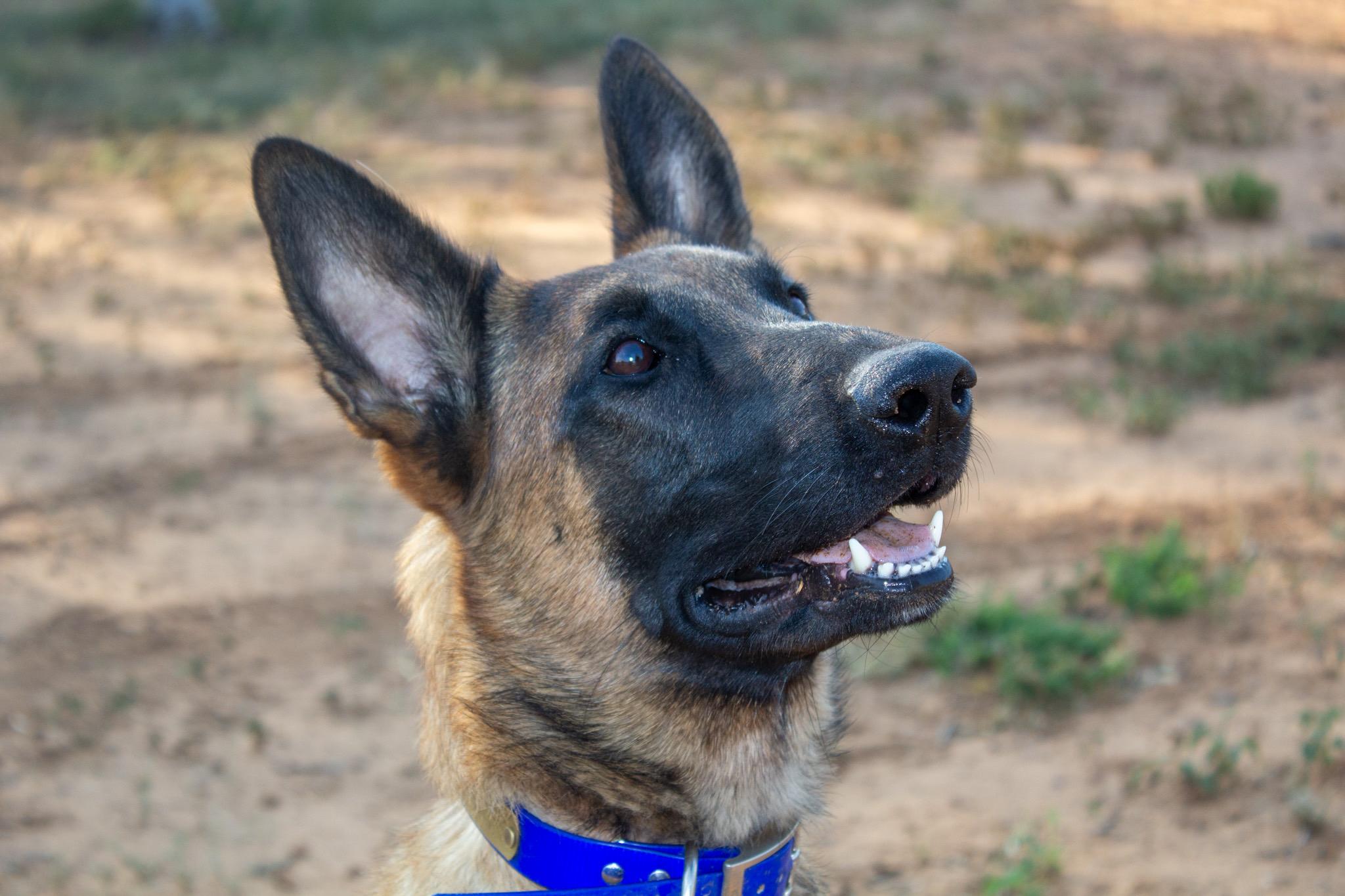 Zoe up for Adoption