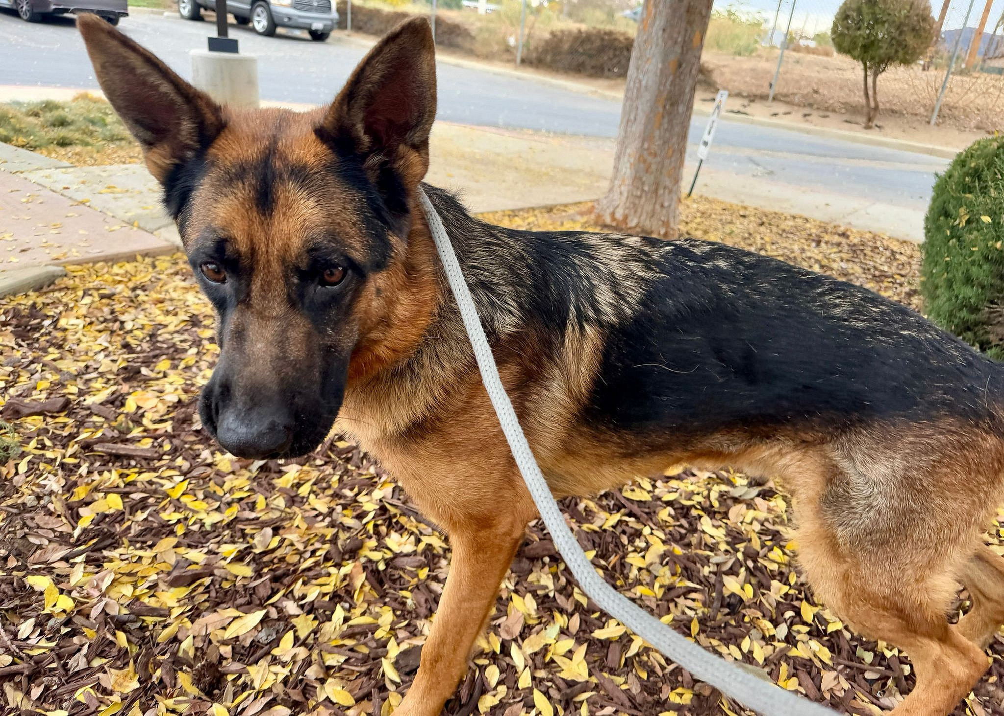 Lucky/D.O.G.