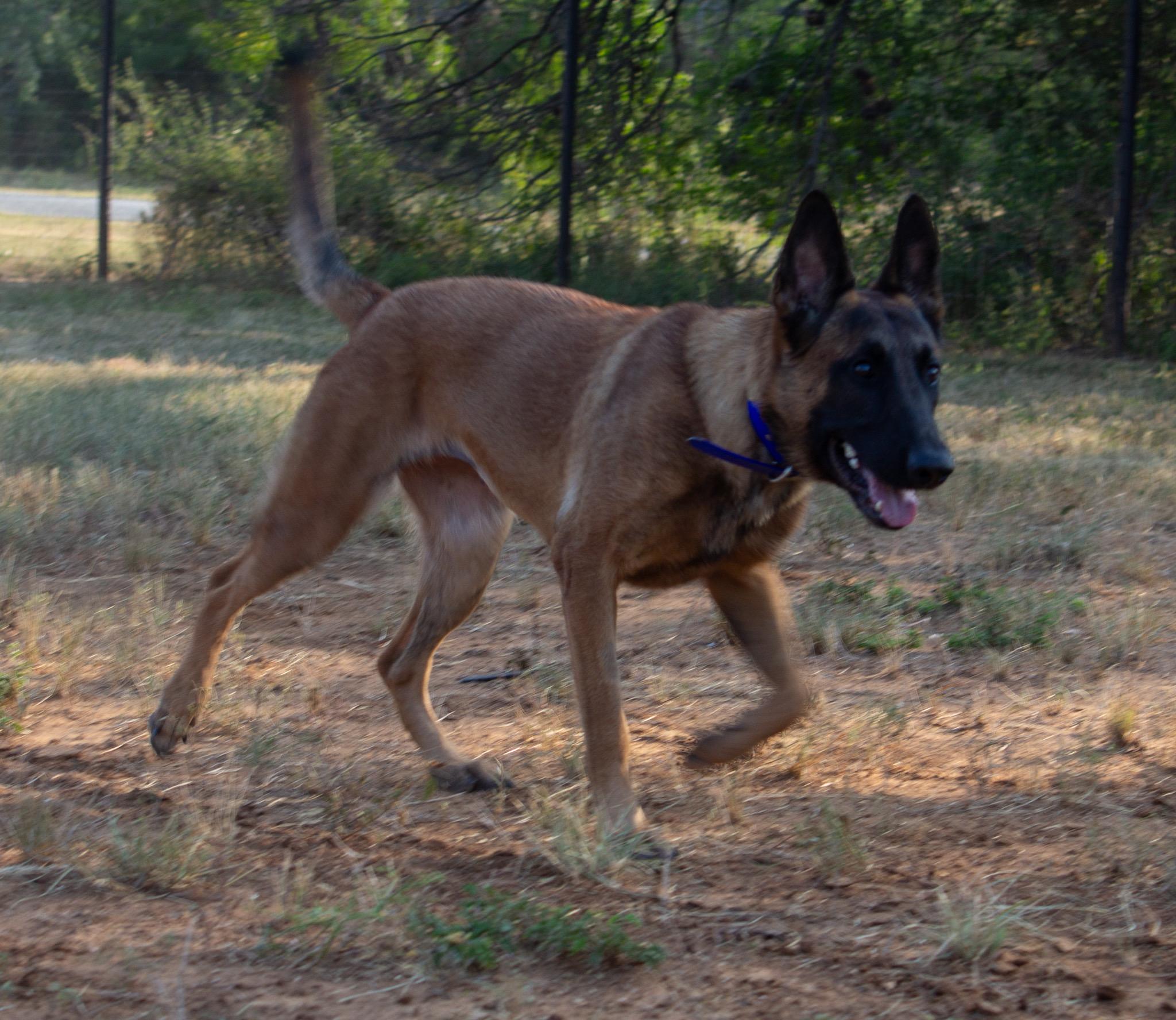 Zoe up for Adoption