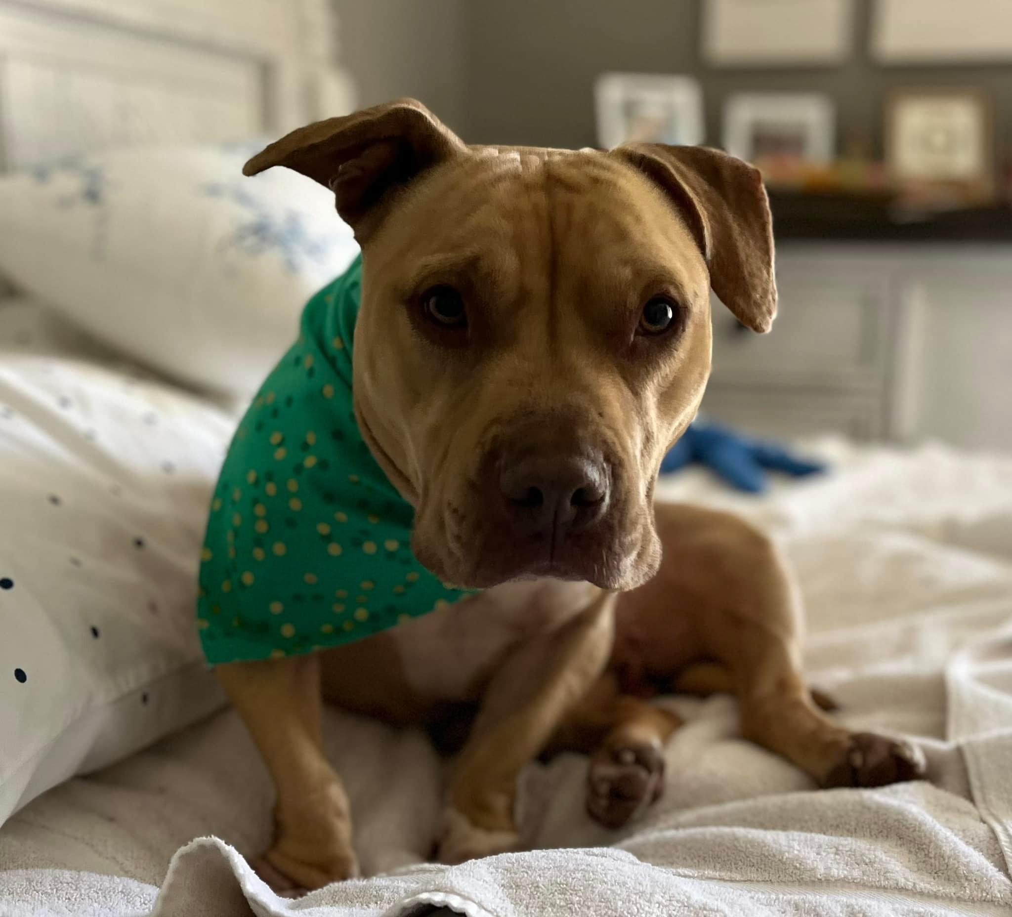 Ollie