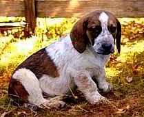 BASSET MIX PUPPIES