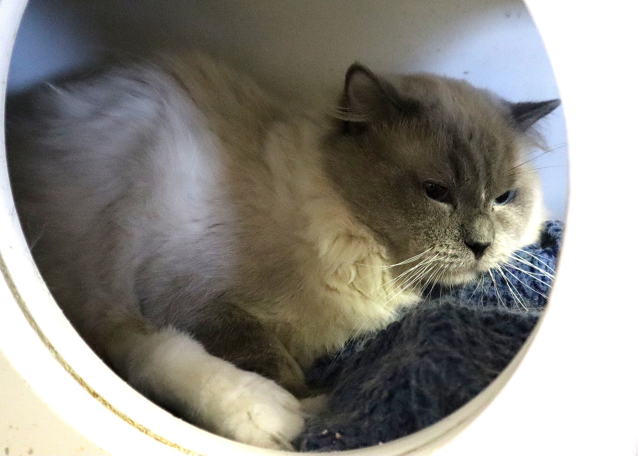 Bolillo - Cat up for Adoption