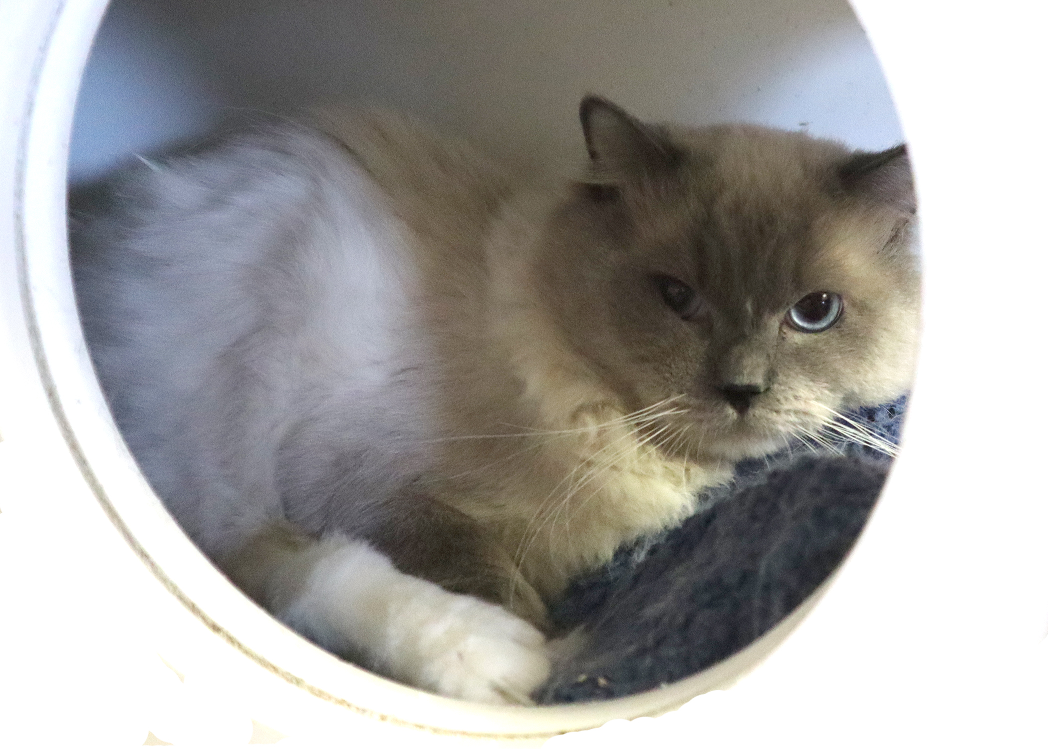 Bolillo - Cat up for Adoption