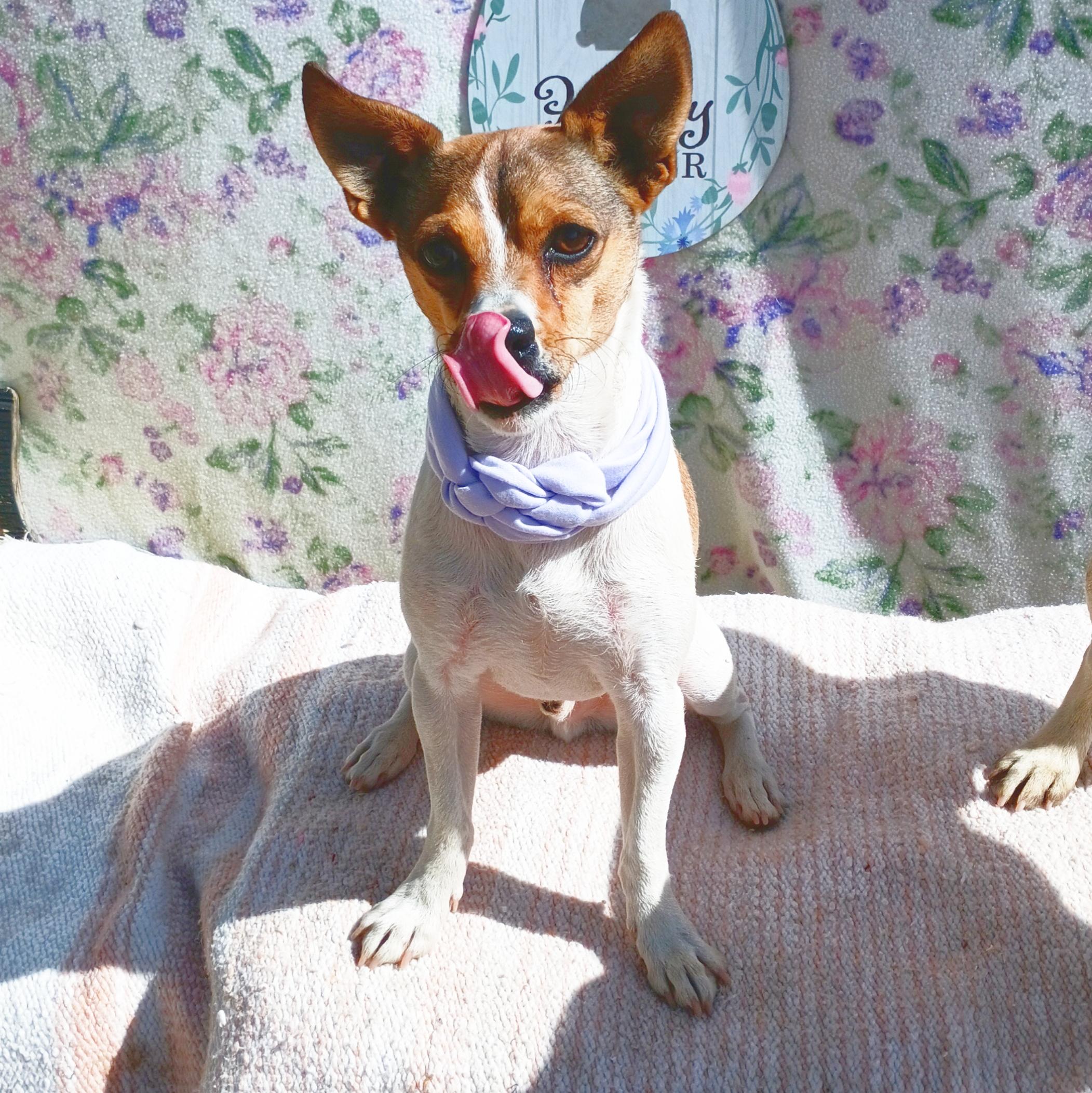 Andy up for Adoption