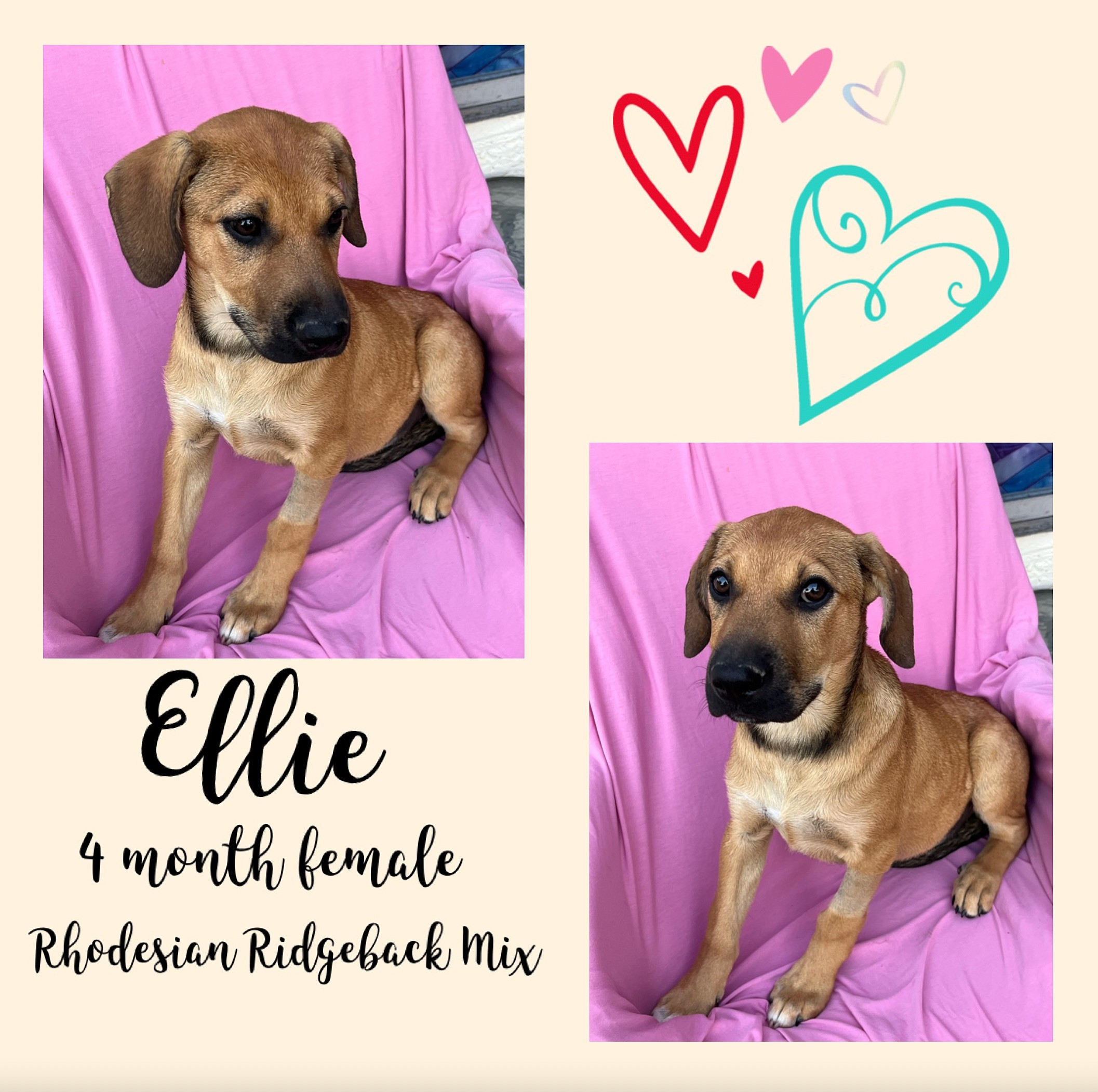 Ellie