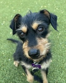 Millie - Terrier