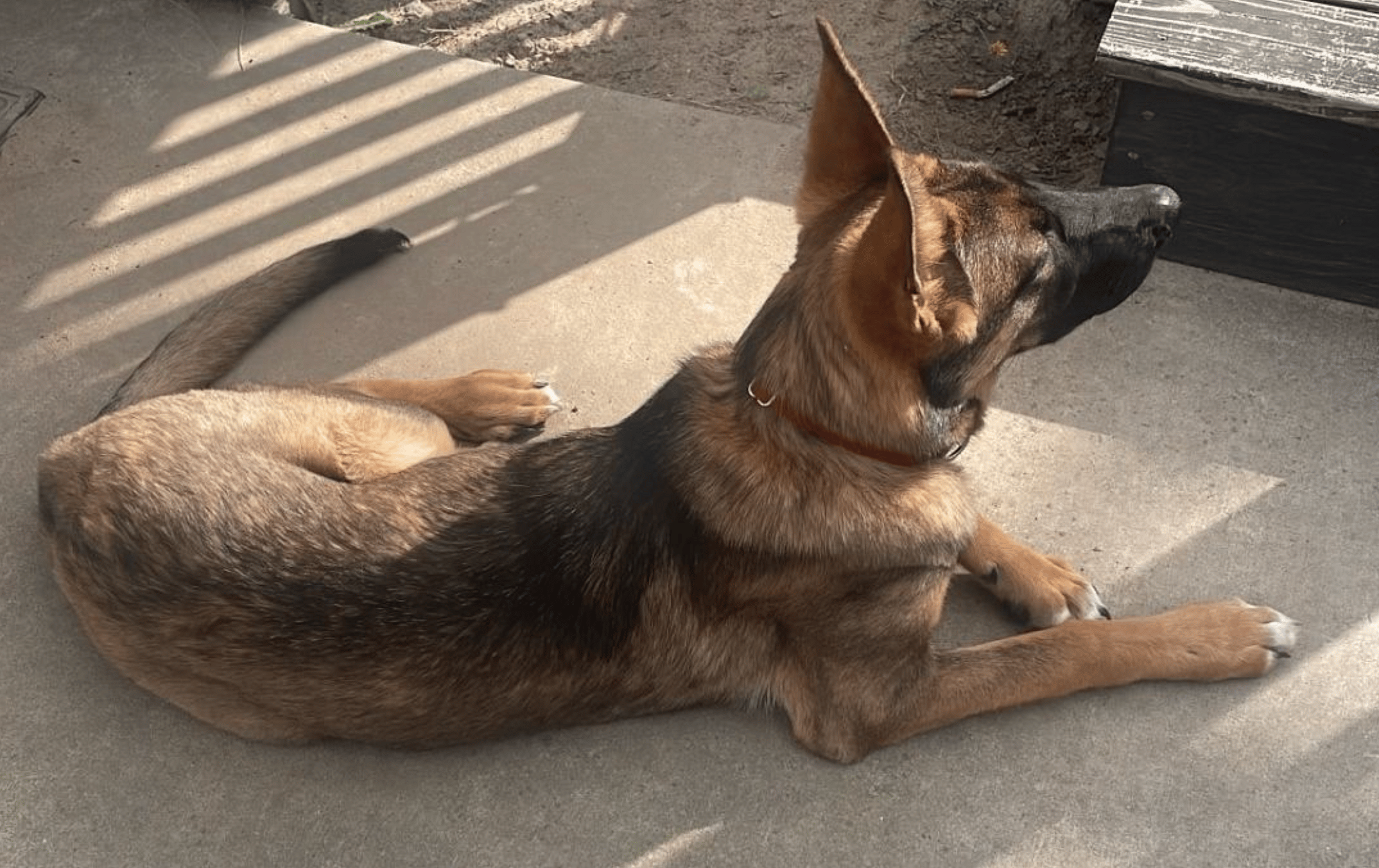 Titan up for Adoption