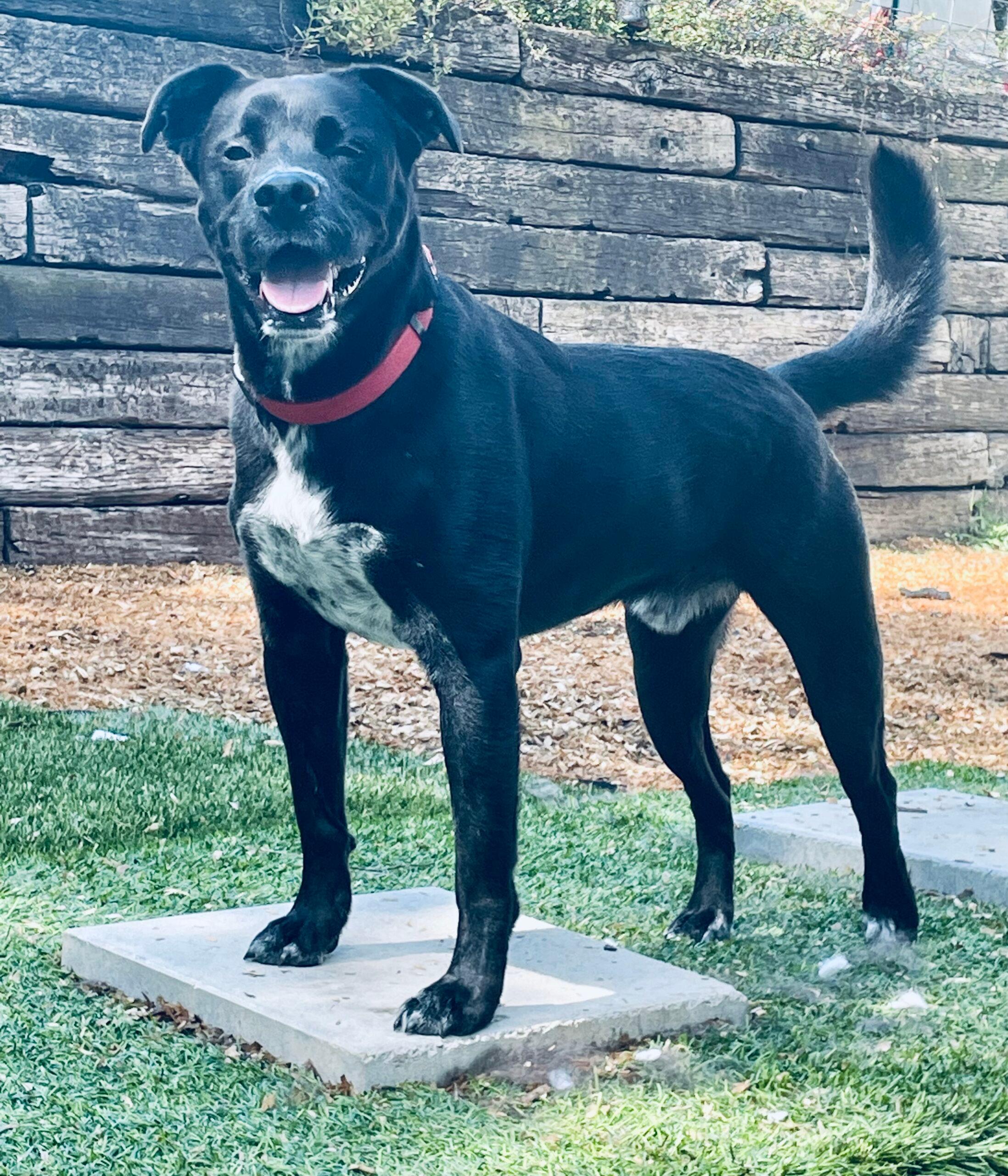 Scout
