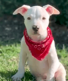 Cowboy the puppy defies the odds and learns how to walk