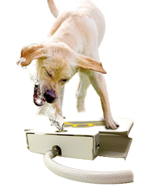 Bringerpet Water fountain