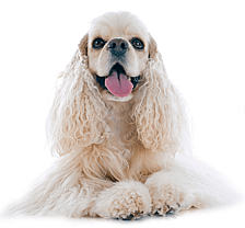 American Cocker Spaniel