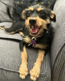 Millie - Terrier