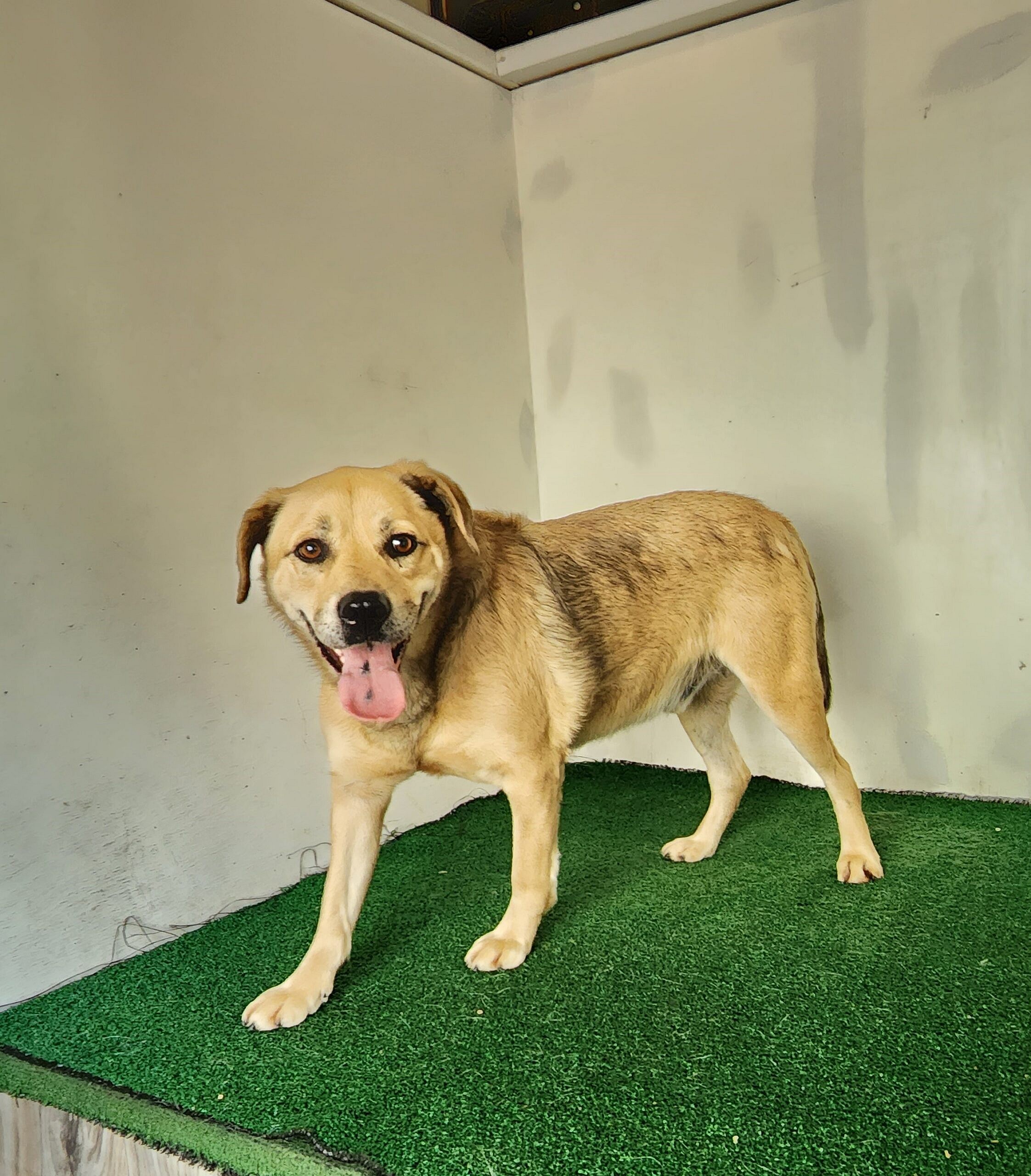 Naveen up for Adoption