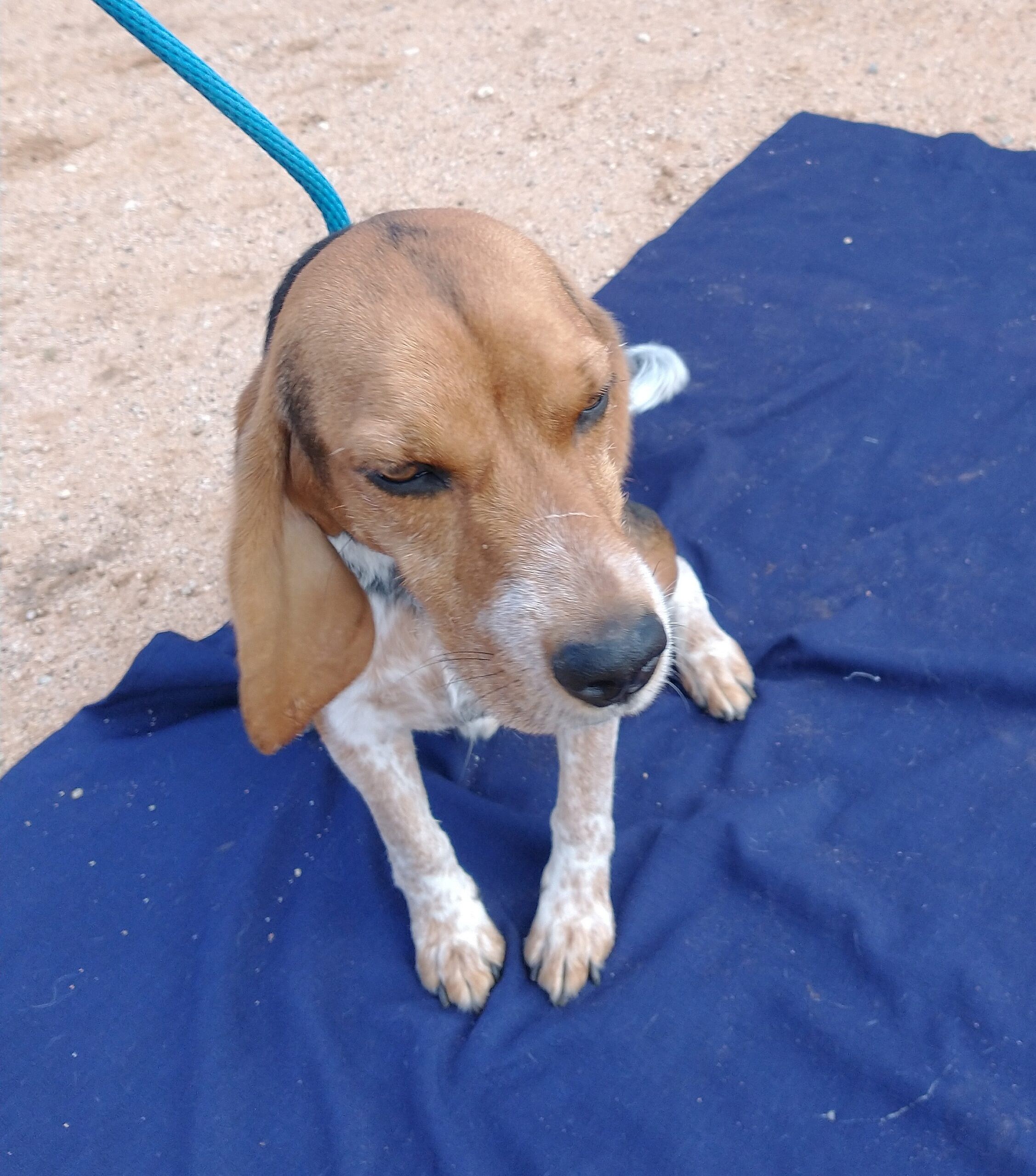 Charlie up for Adoption