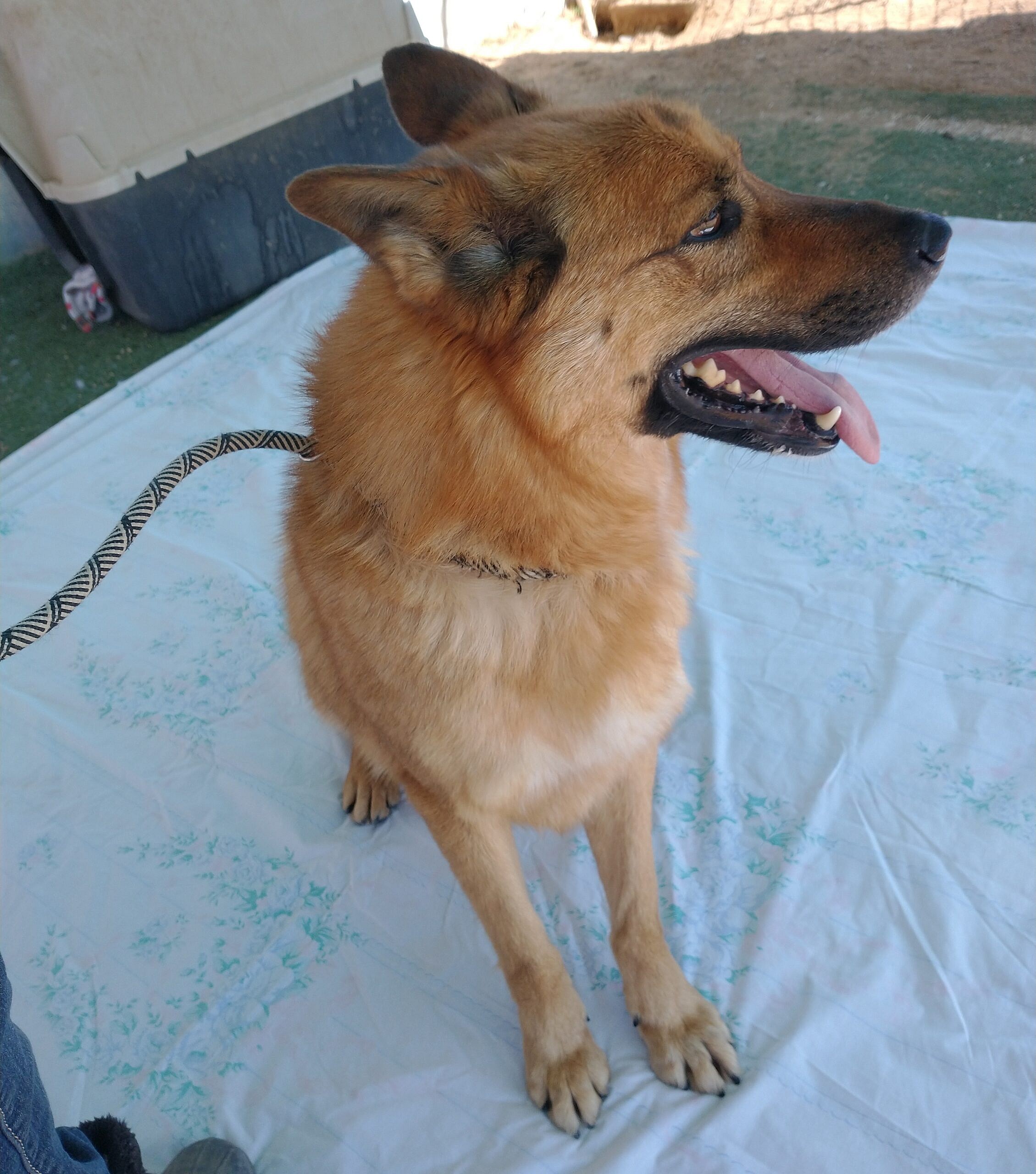 Willie Nelson up for Adoption