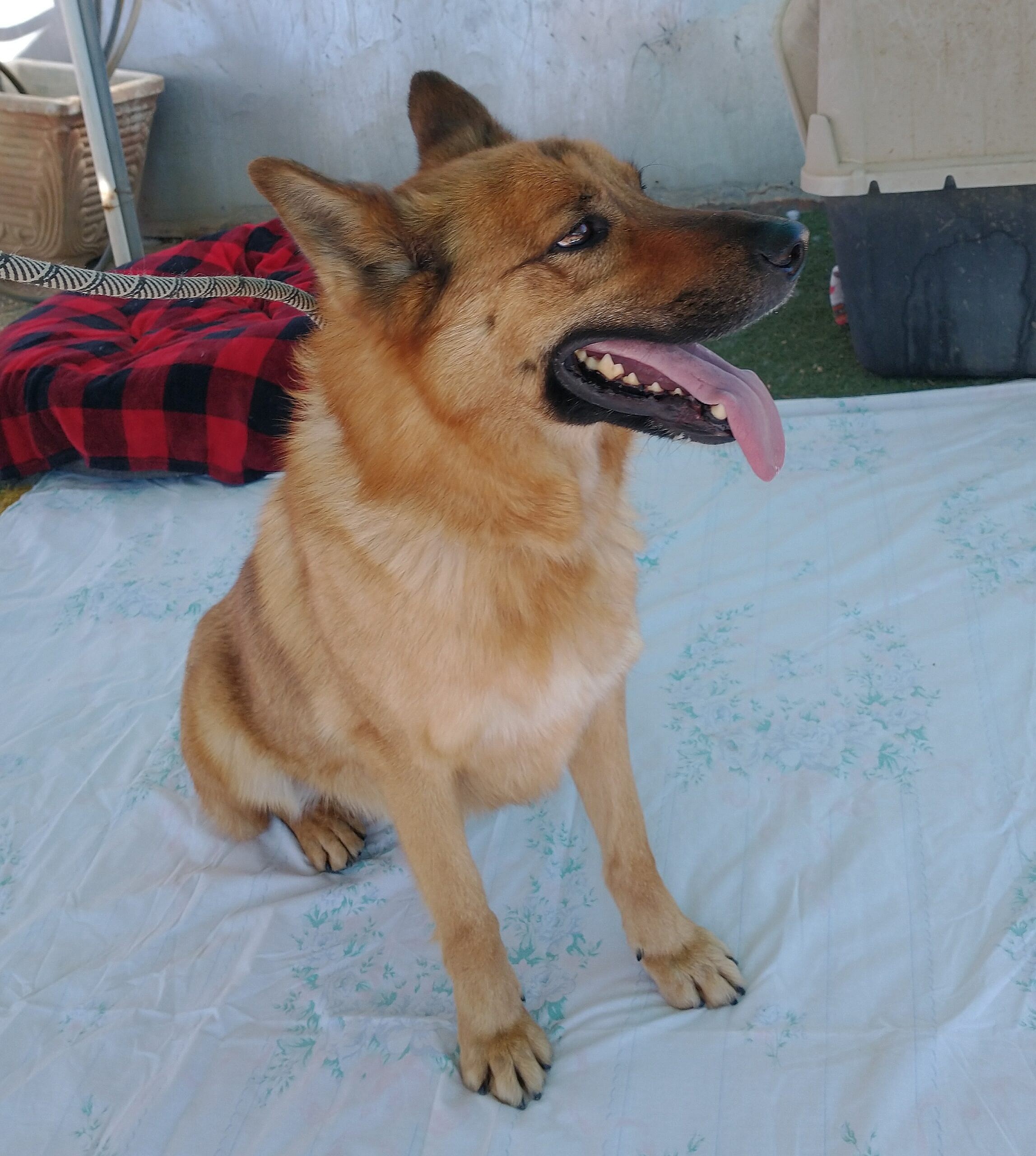 Willie Nelson up for Adoption