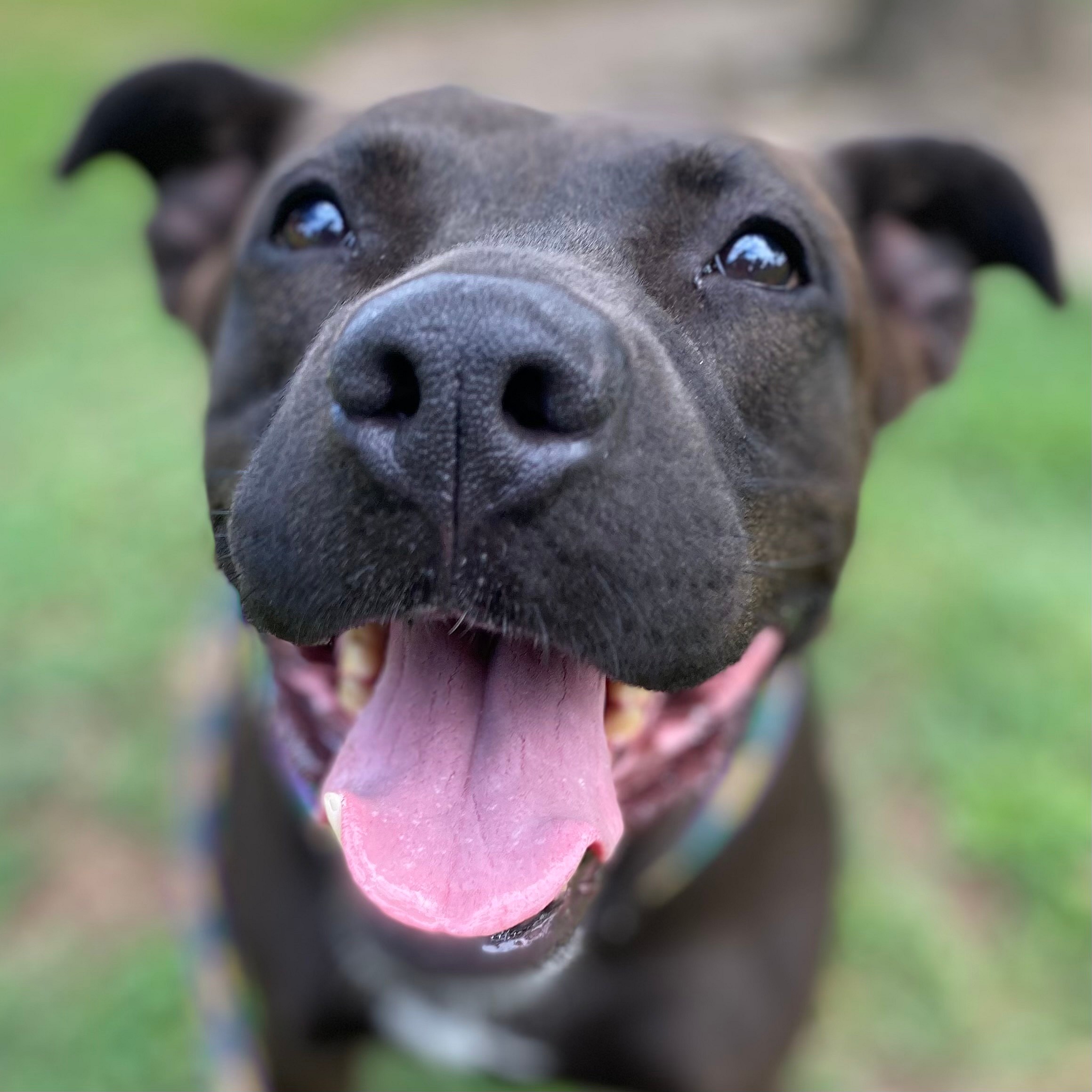 Bailey up for Adoption