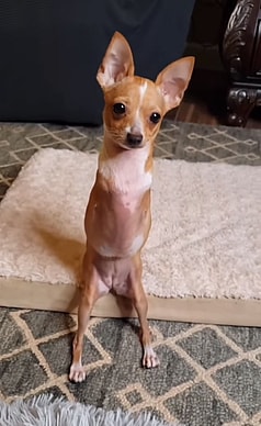 Ali the 2 legged dog
